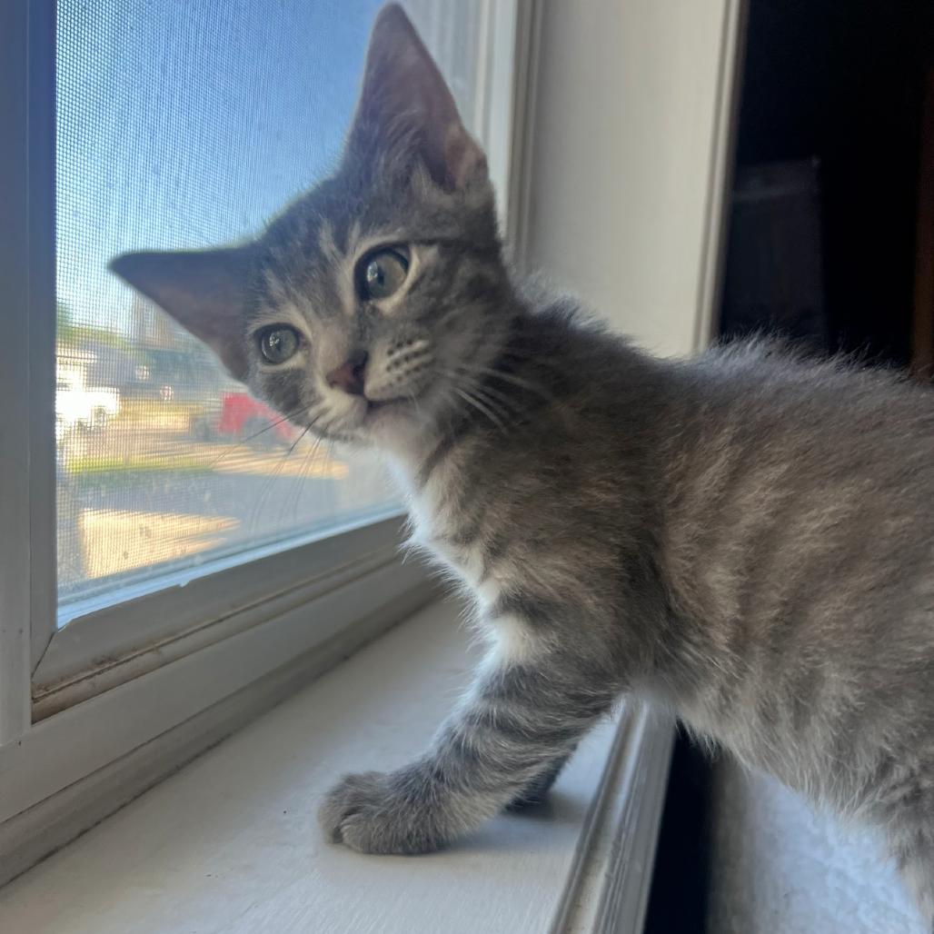 Little Foot, Adoptable, Kitten Male Domestic Medium Hair & Domestic Medium Hair.