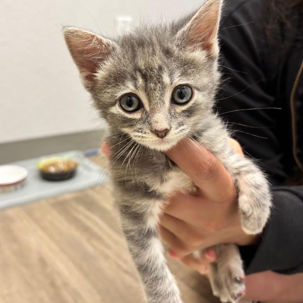 Little Foot, a Adoptable mixed breed in Commerce City, CO image 5/6