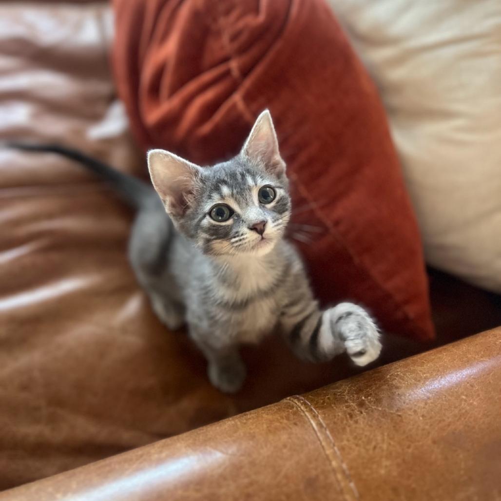 Little Foot, a Adoptable mixed breed in Commerce City, CO image 2/6