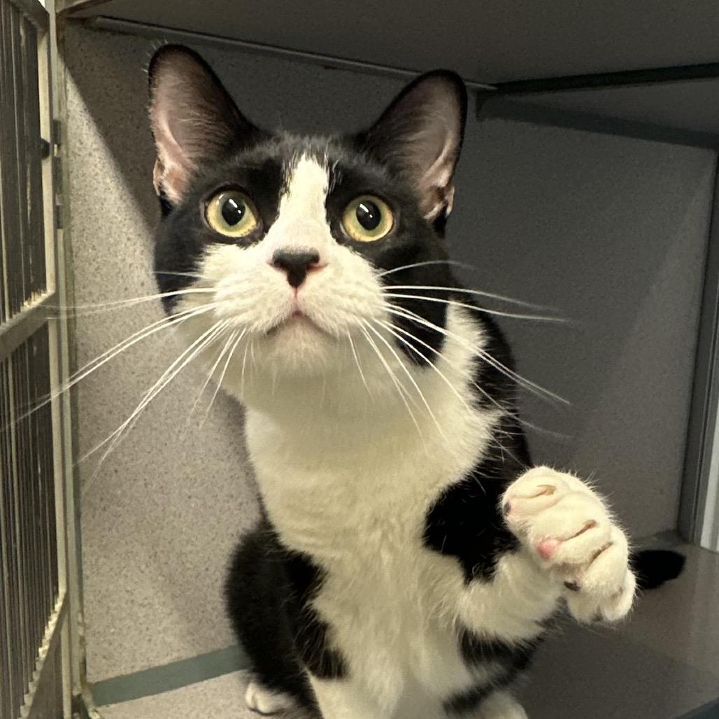 Enlarge Floki, a Adoptable Domestic Short Hair in Quakertown, PA image 1/6