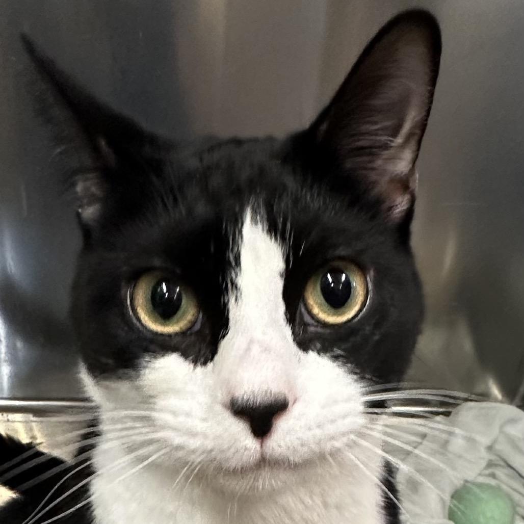 Enlarge Floki, a Adoptable Domestic Short Hair in Quakertown, PA image 2/6