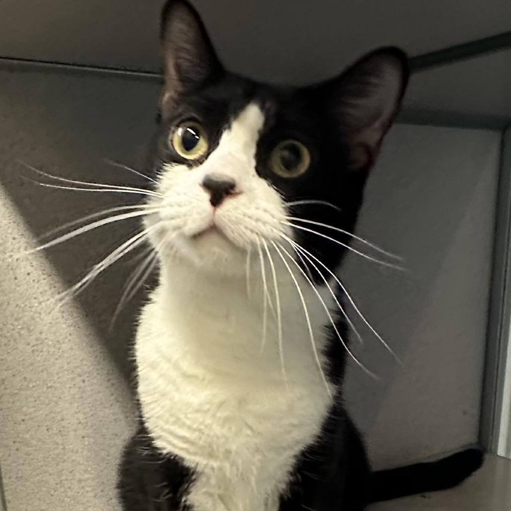 Enlarge Floki, a Adoptable Domestic Short Hair in Quakertown, PA image 4/6