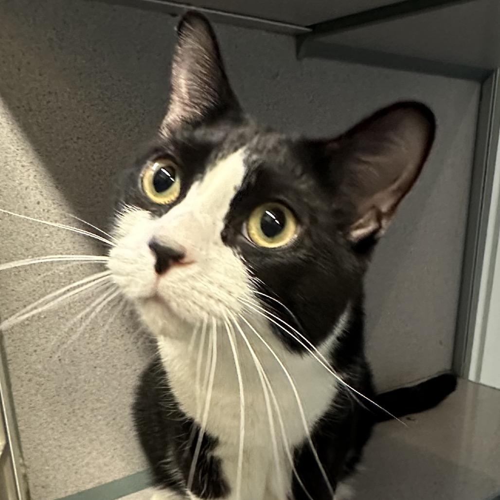 Enlarge Floki, a Adoptable Domestic Short Hair in Quakertown, PA image 5/6