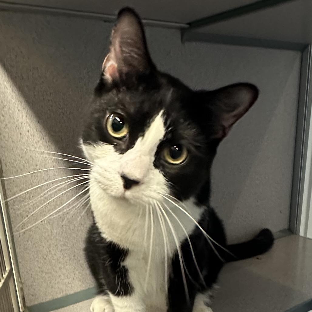 Enlarge Floki, a Adoptable Domestic Short Hair in Quakertown, PA image 6/6
