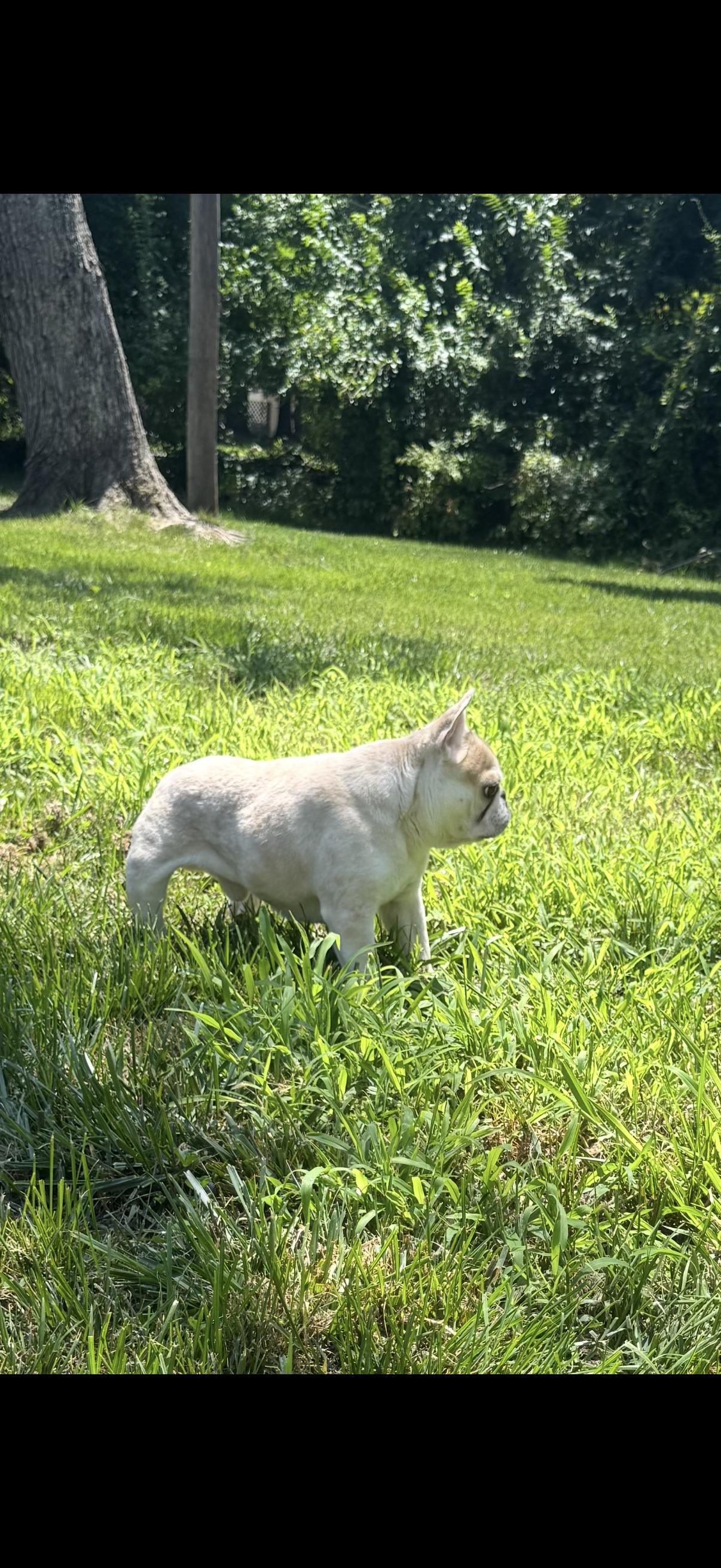 Jimothy, an adopted French Bulldog in Medford, NJ image 4/6