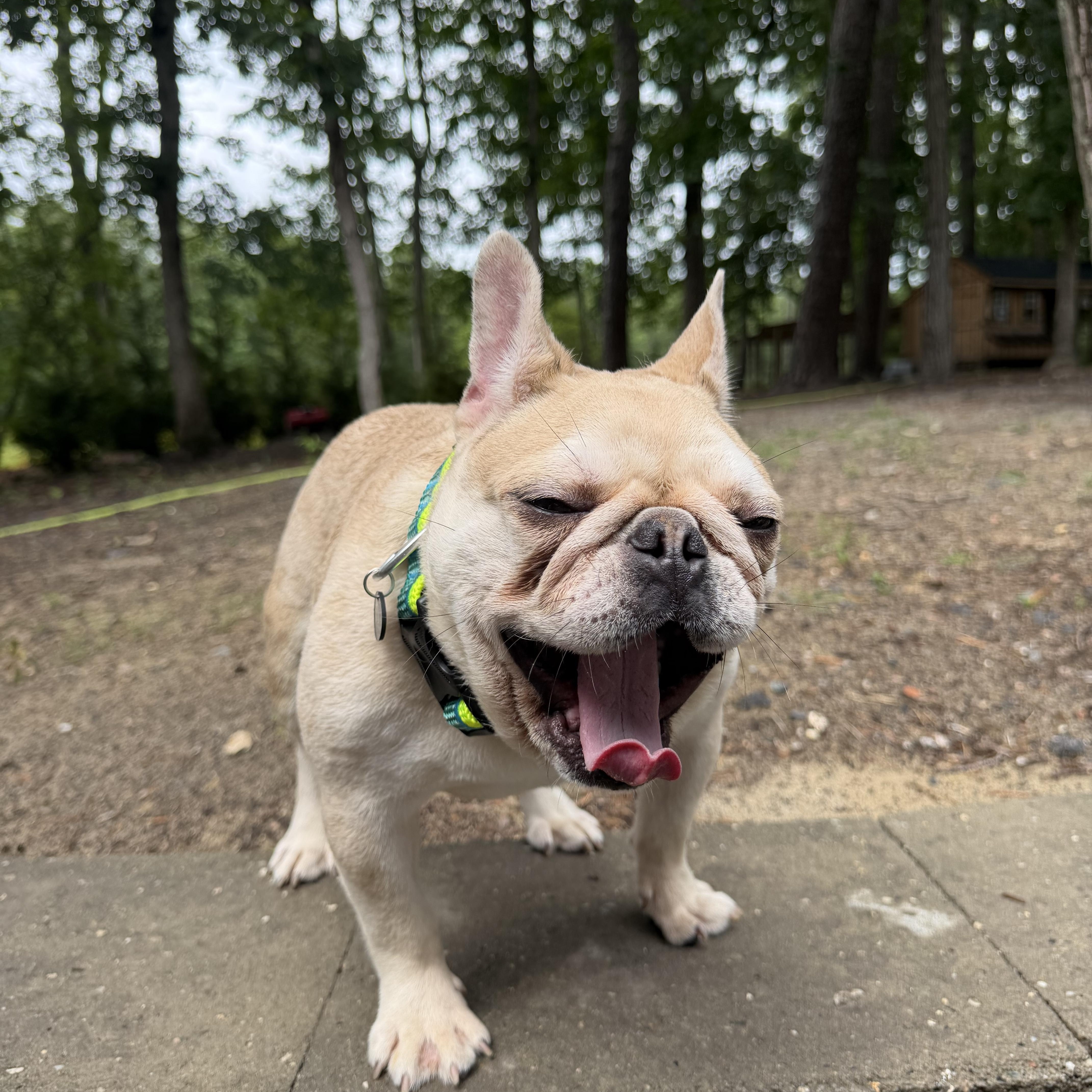 Jimothy, an adopted French Bulldog in Medford, NJ image 5/6