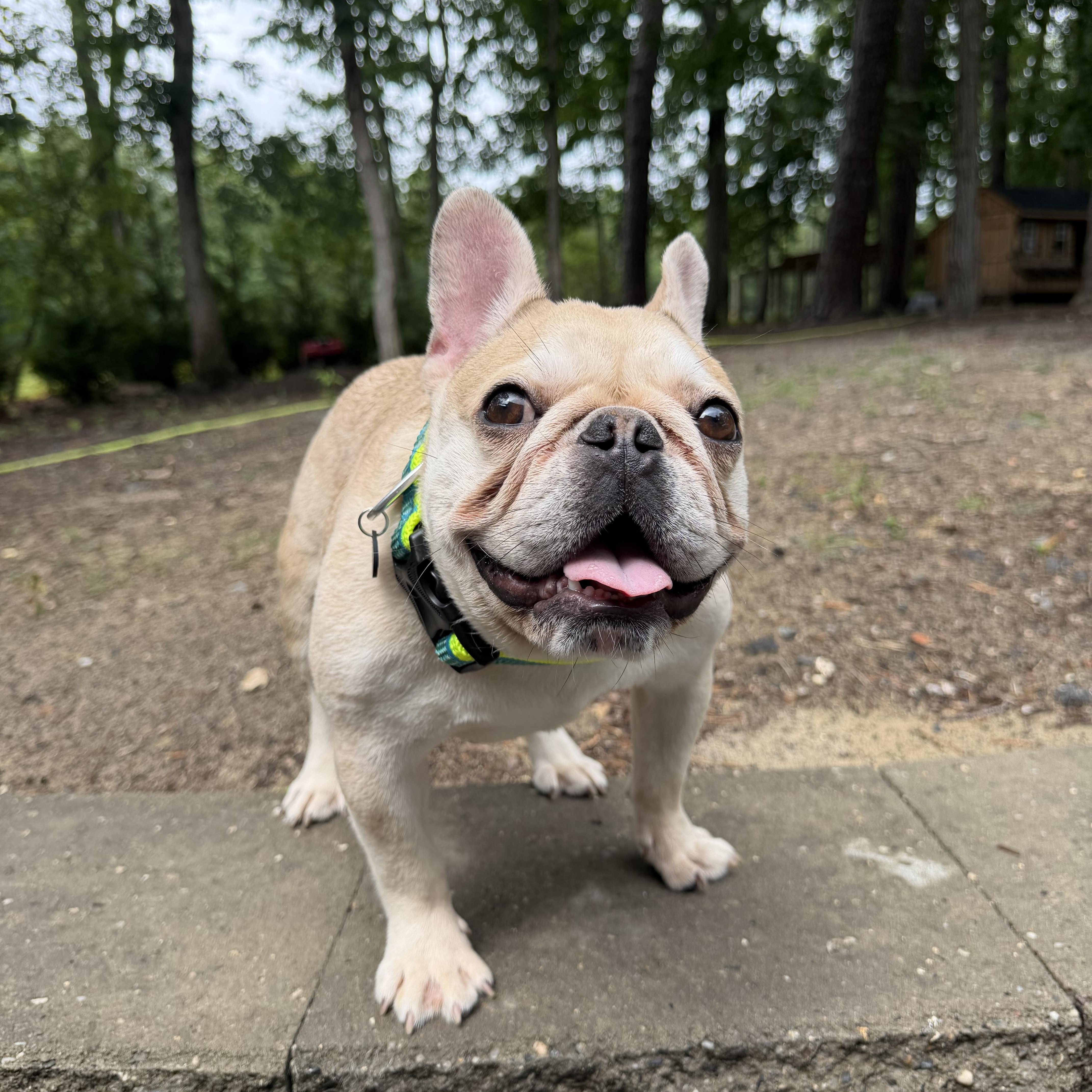 Jimothy, an adopted French Bulldog in Medford, NJ image 6/6