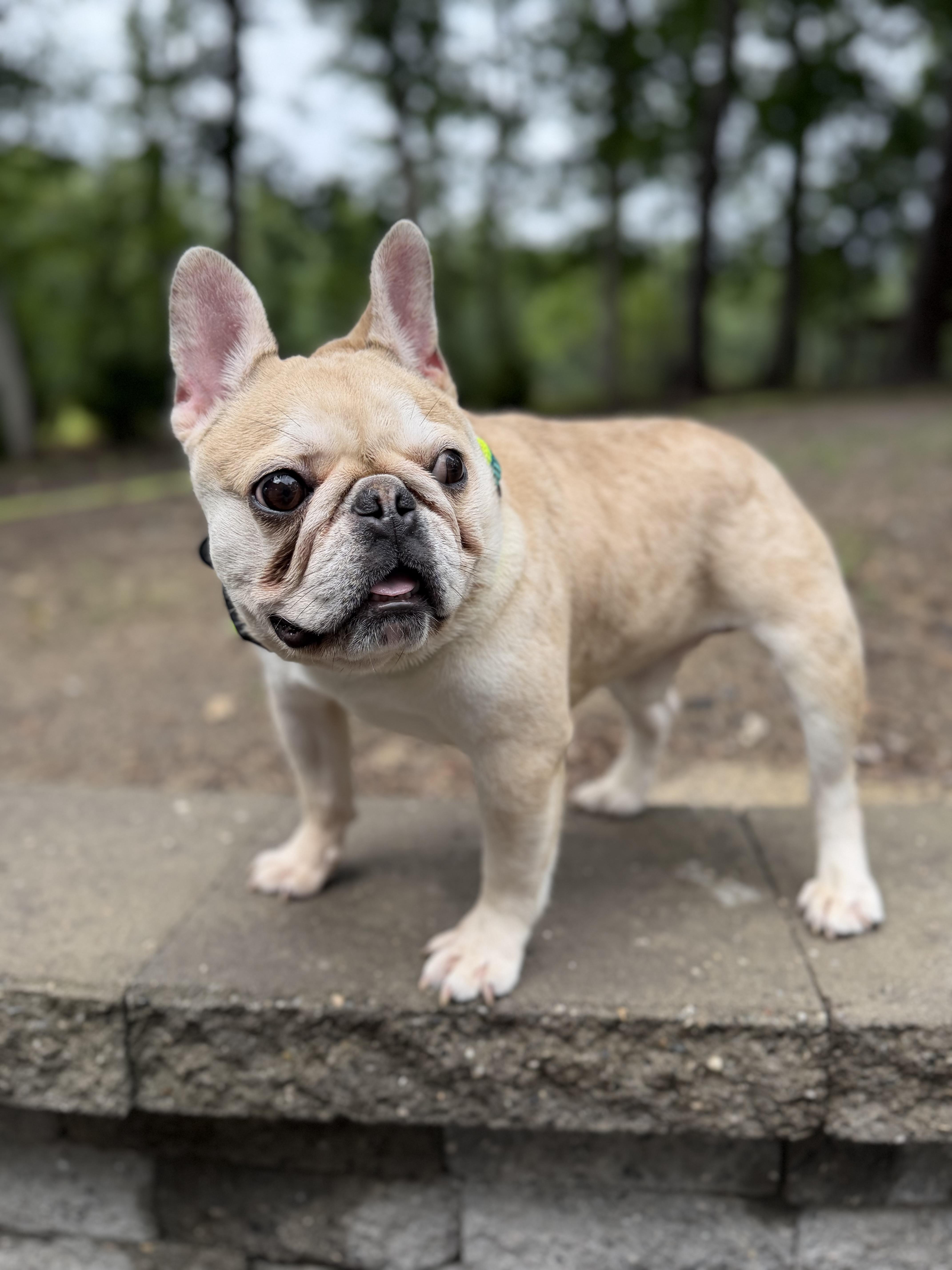 Jimothy, adopted, Adult Male French Bulldog.