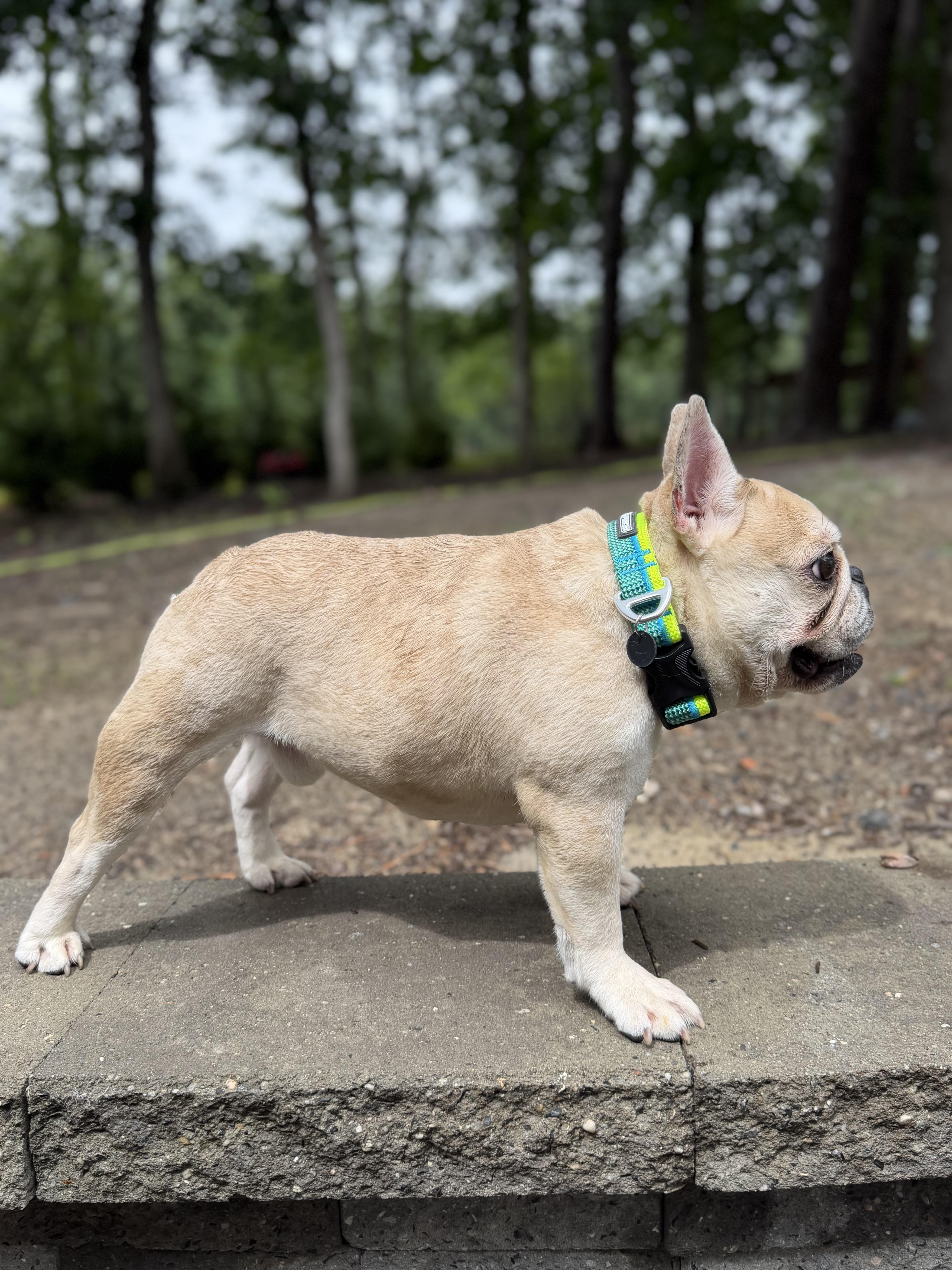 Jimothy, an adopted French Bulldog in Medford, NJ image 3/6