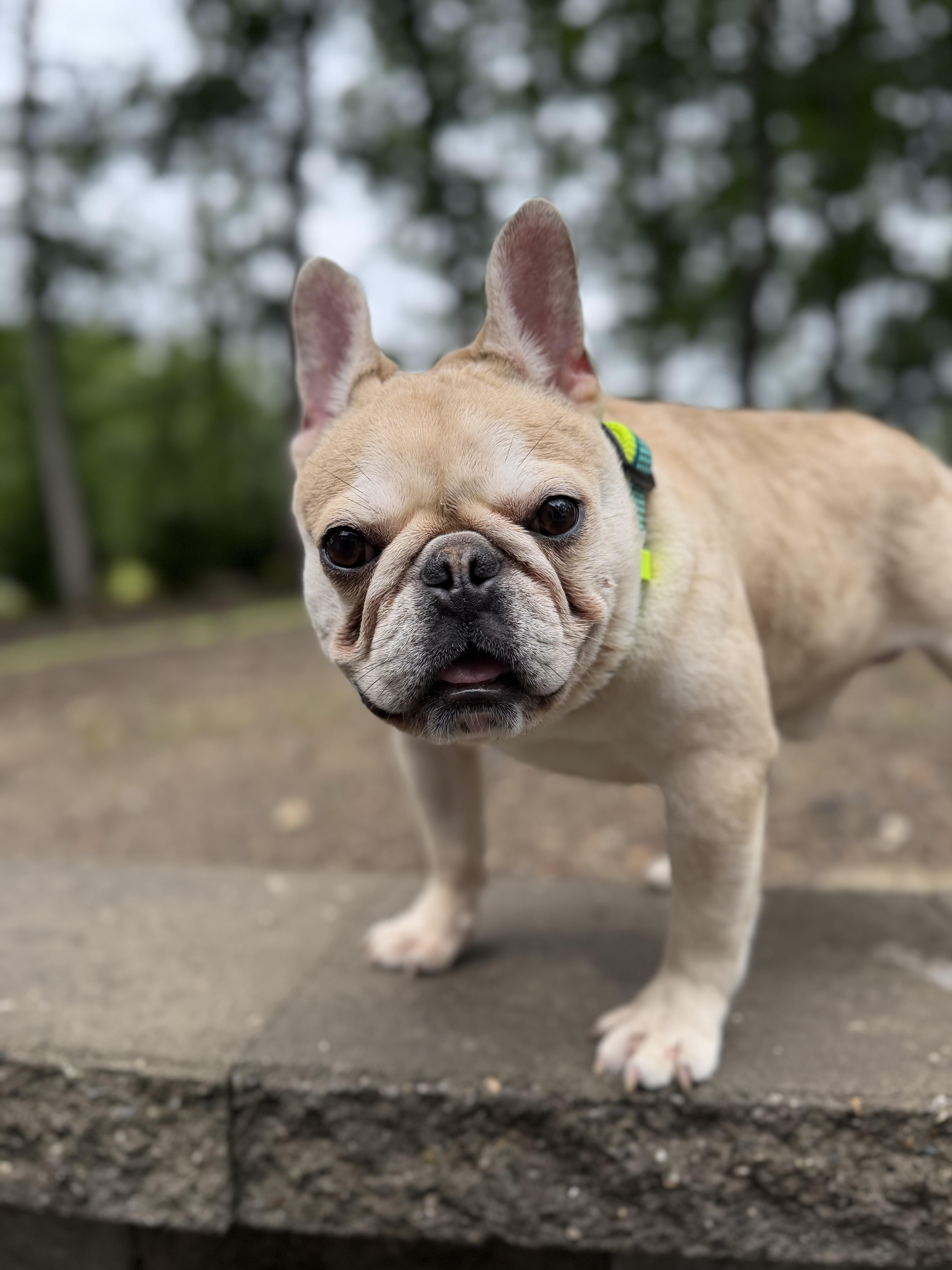 Jimothy, an adopted French Bulldog in Medford, NJ image 2/6