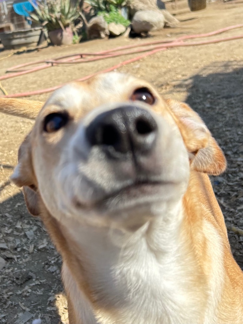 Carmella, Adoptable, Young Female Chihuahua.