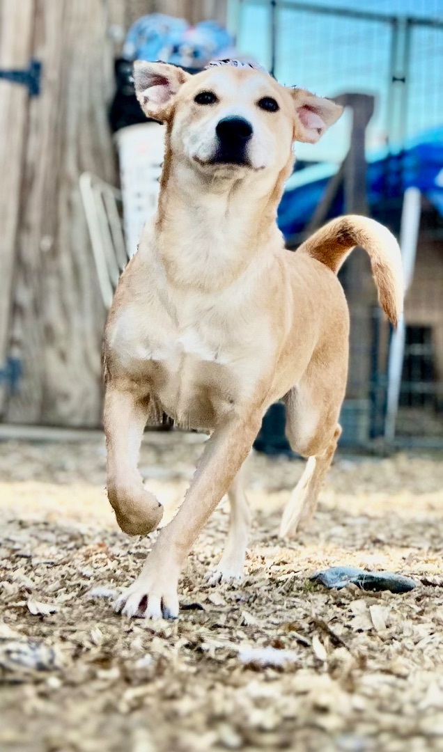 Enlarge Carmella, a Adoptable mixed breed in Bakersfield, CA image 2/5
