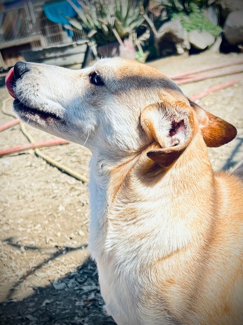 Enlarge Carmella, a Adoptable mixed breed in Bakersfield, CA image 3/5
