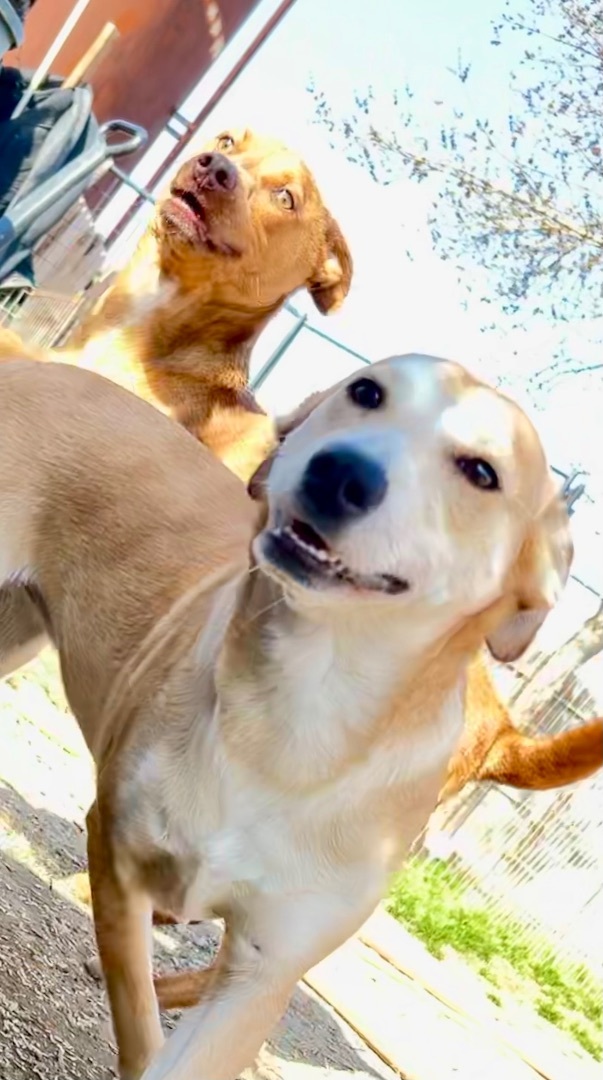 Enlarge Carmella, a Adoptable mixed breed in Bakersfield, CA image 4/5