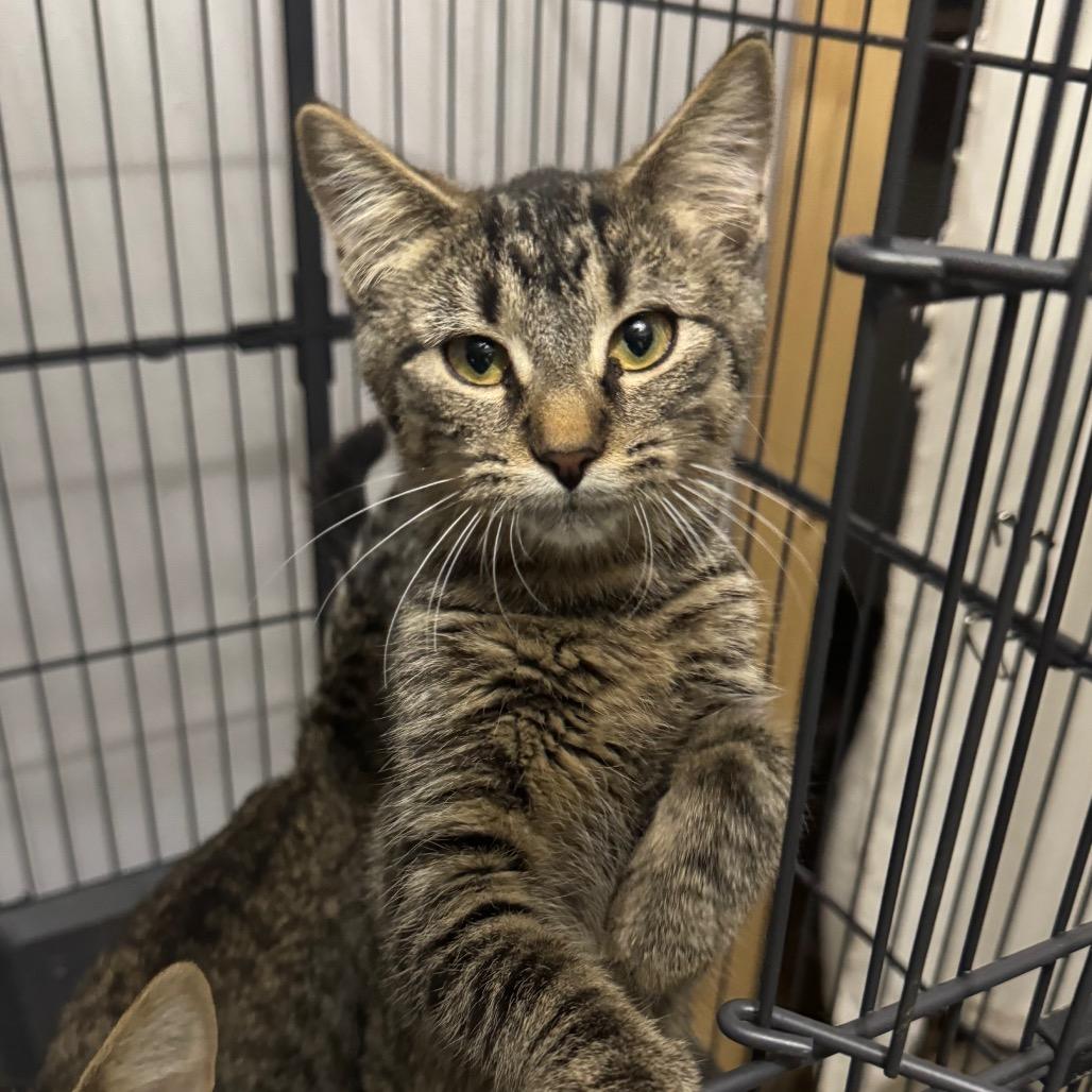 Skyloon, Adoptable, Young Male Domestic Short Hair.