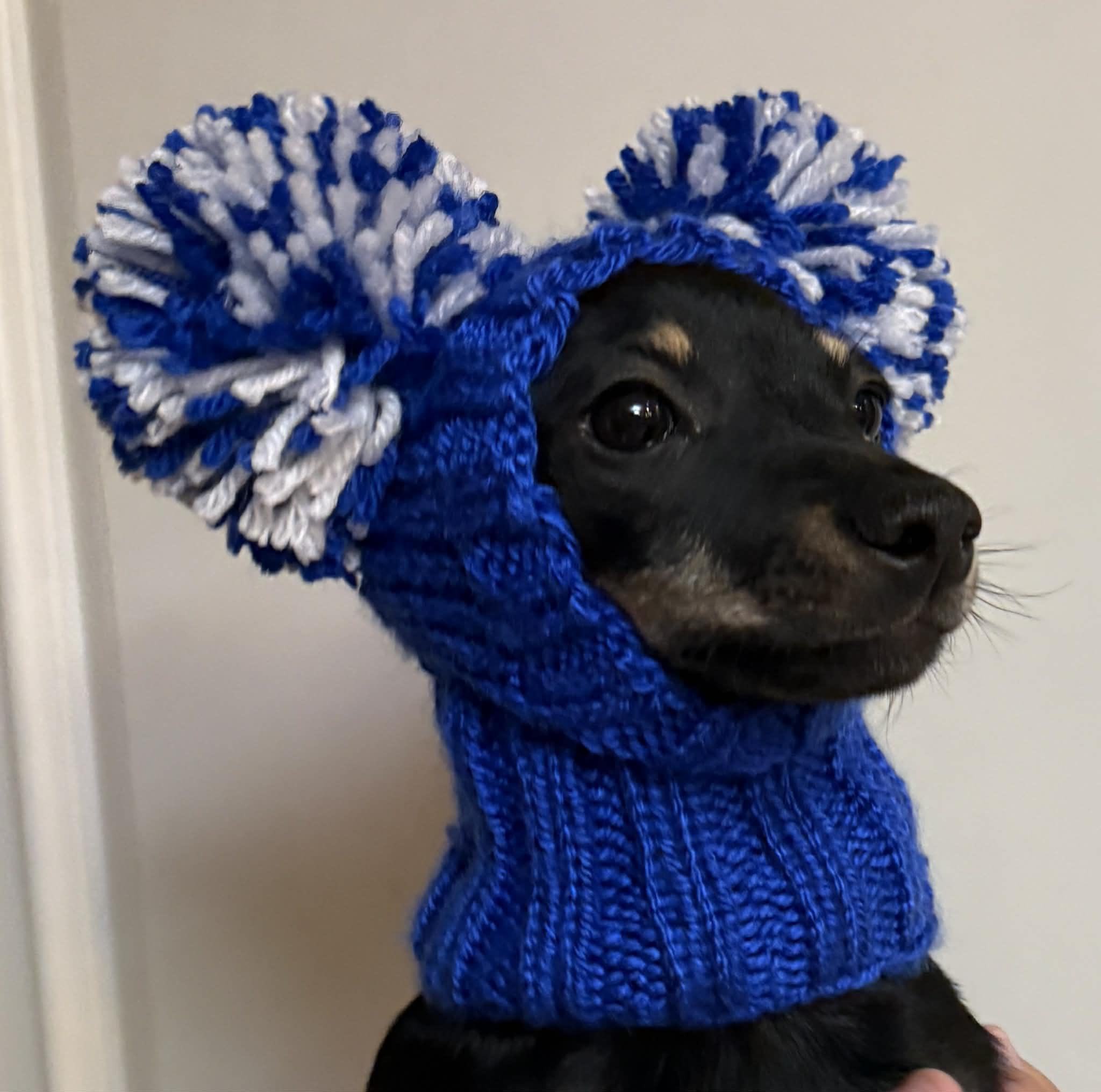 Enlarge Hashbrown, an adopted mixed breed in PHOENIX, AZ image 5/5