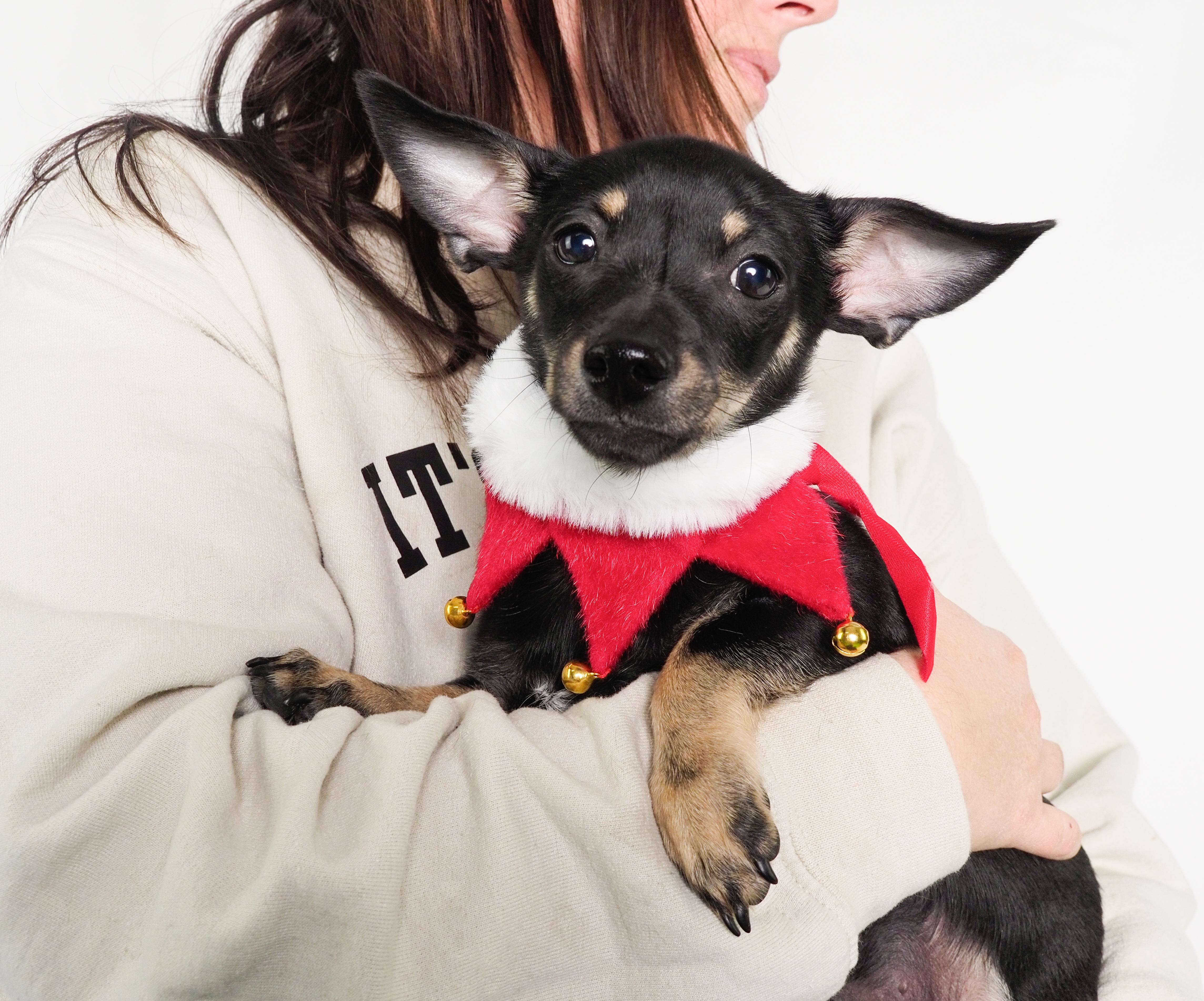 Enlarge Hashbrown, a ADOPTABLE mixed breed in PHOENIX, AZ image 2/3