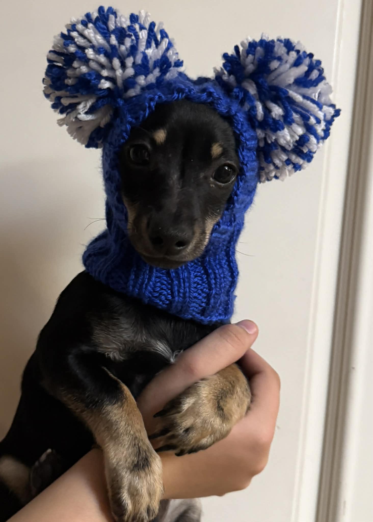 Enlarge Hashbrown, an adopted mixed breed in PHOENIX, AZ image 4/5