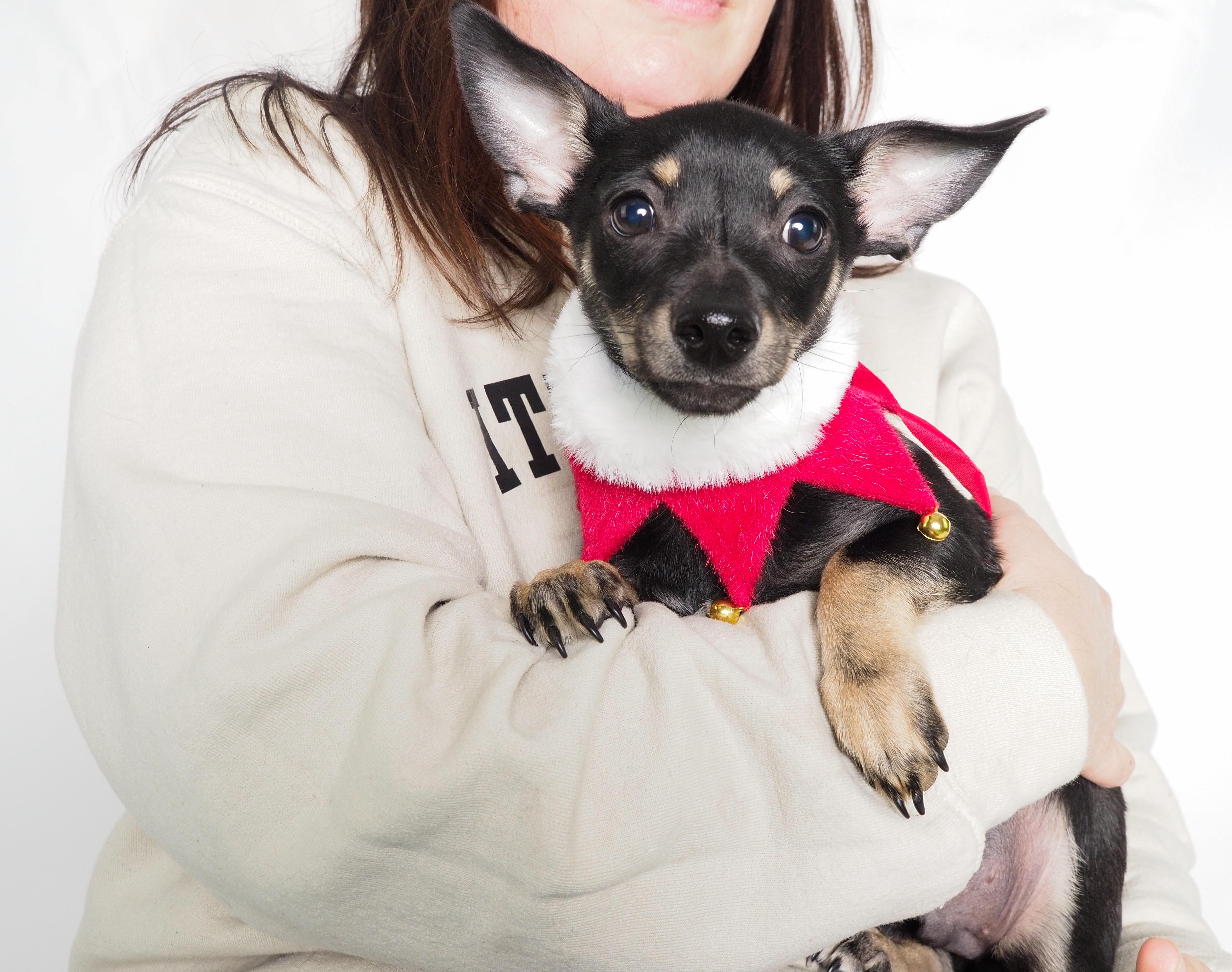 Hashbrown, ADOPTABLE, Puppy Male Chihuahua & Miniature Pinscher.