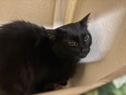 Pepperoni, Adoptable, Young Male Domestic Medium Hair & Domestic Short Hair.