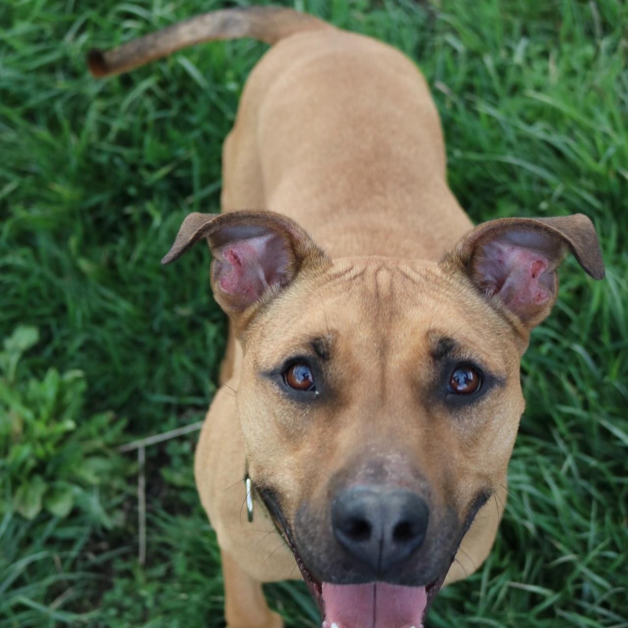 Enlarge Cocoa, a ADOPTABLE mixed breed in La Grande, OR image 3/3