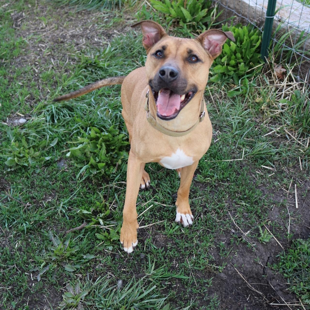 Enlarge Cocoa, a ADOPTABLE mixed breed in La Grande, OR image 2/3