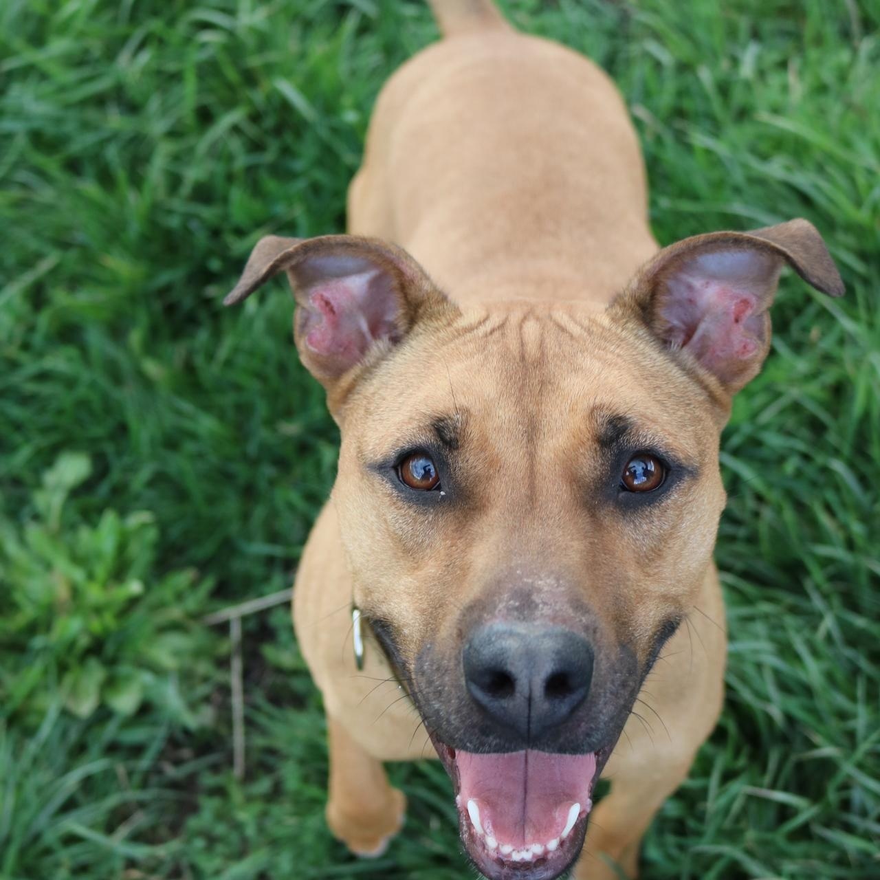 Cocoa, ADOPTABLE, Adult Female Rhodesian Ridgeback & American Staffordshire Terrier.