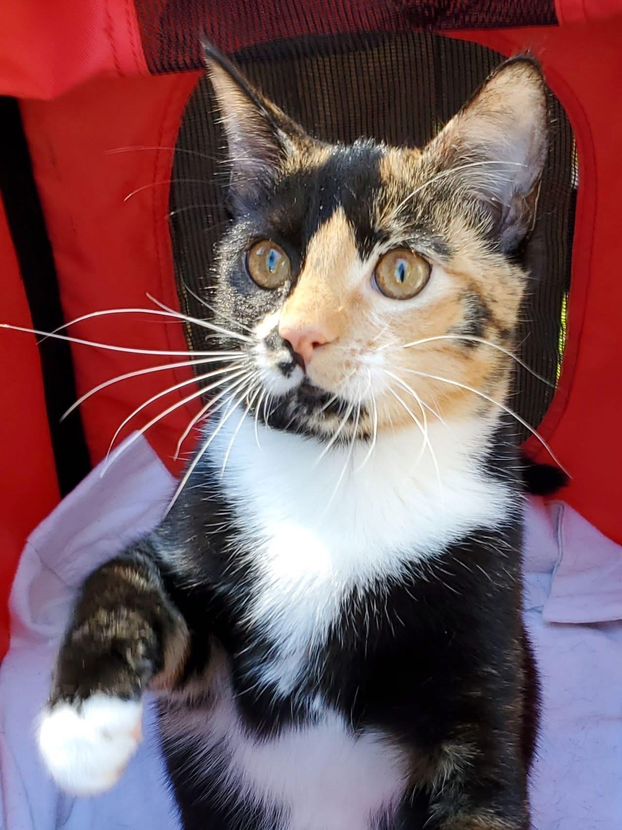 Enlarge Trudy, a Adoptable Calico in Mt Pleasant, SC image 2/5