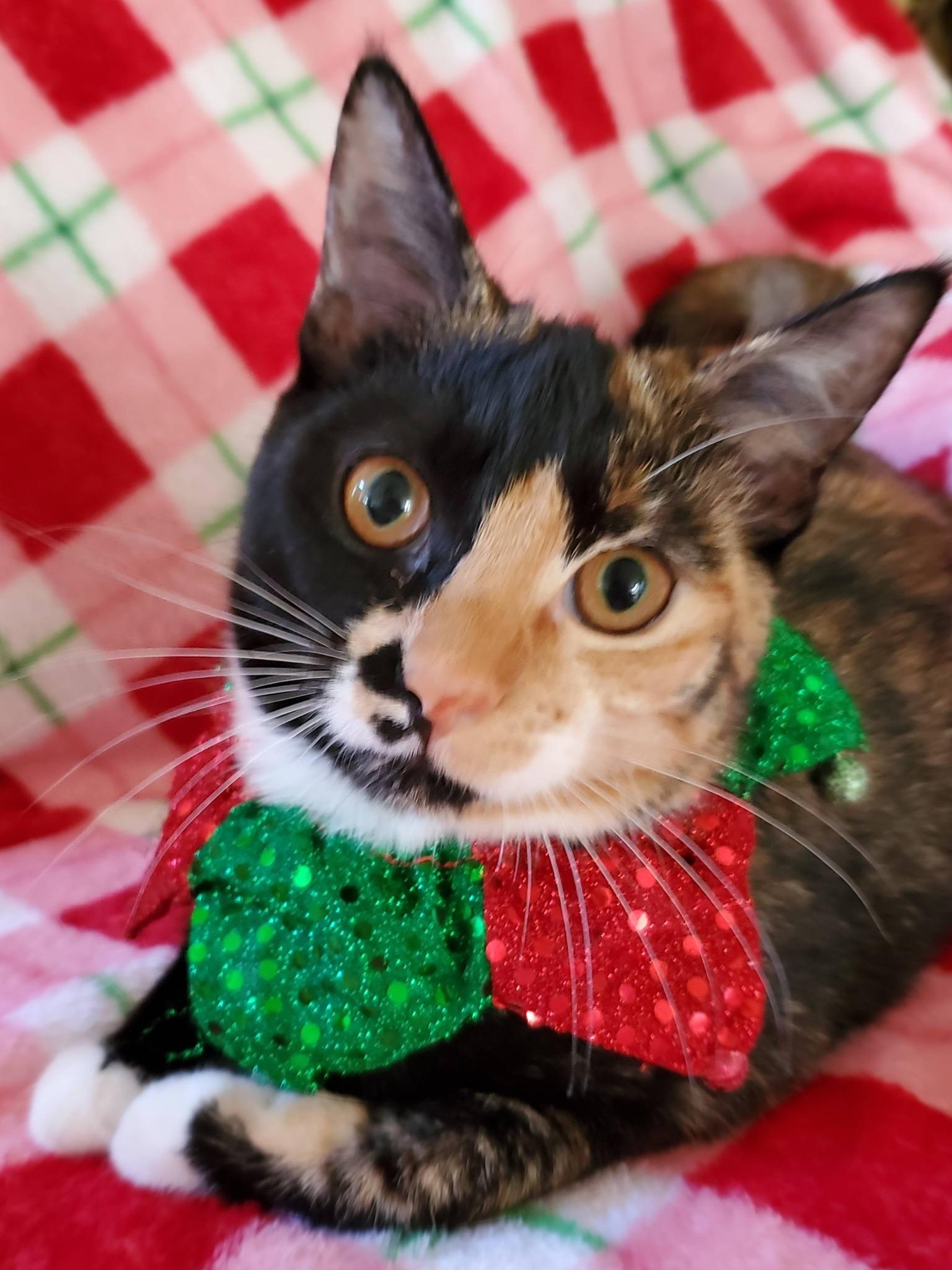 Trudy, Adoptable, Kitten Female Calico.