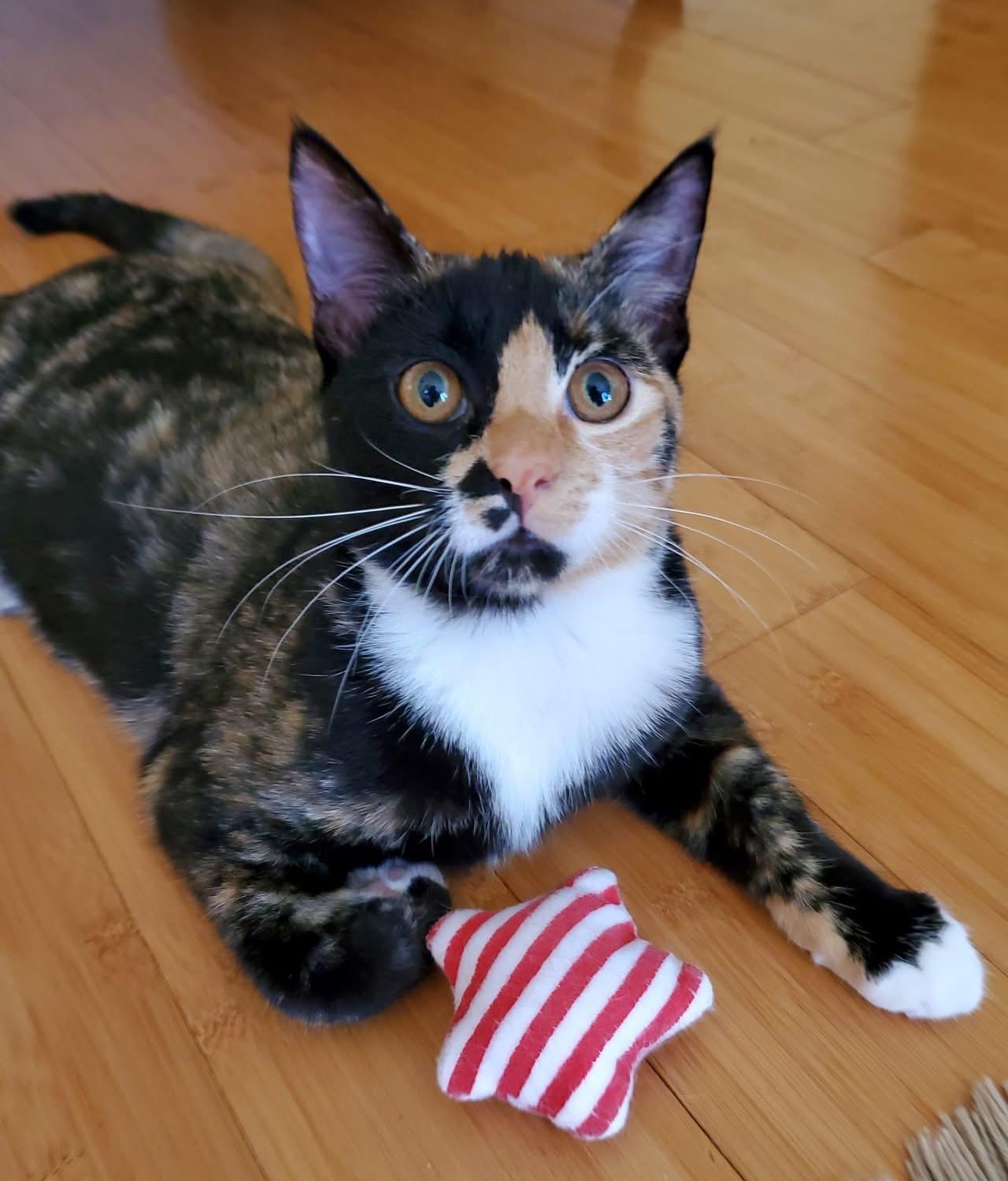 Enlarge Trudy, a Adoptable Calico in Mt Pleasant, SC image 3/5