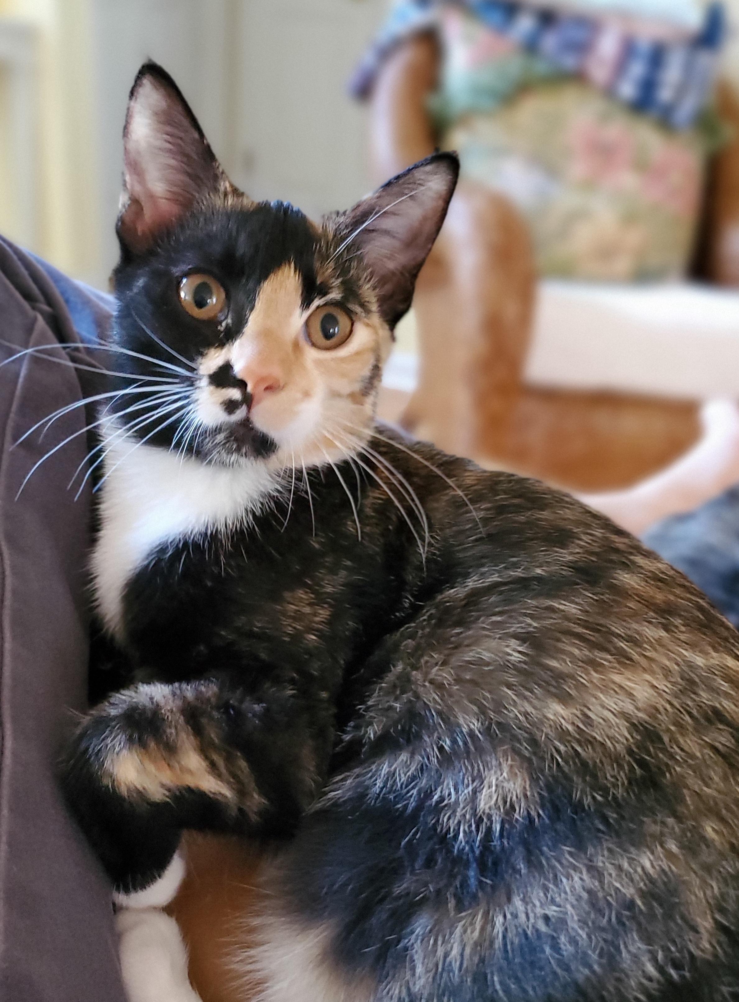 Enlarge Trudy, a Adoptable Calico in Mt Pleasant, SC image 4/5