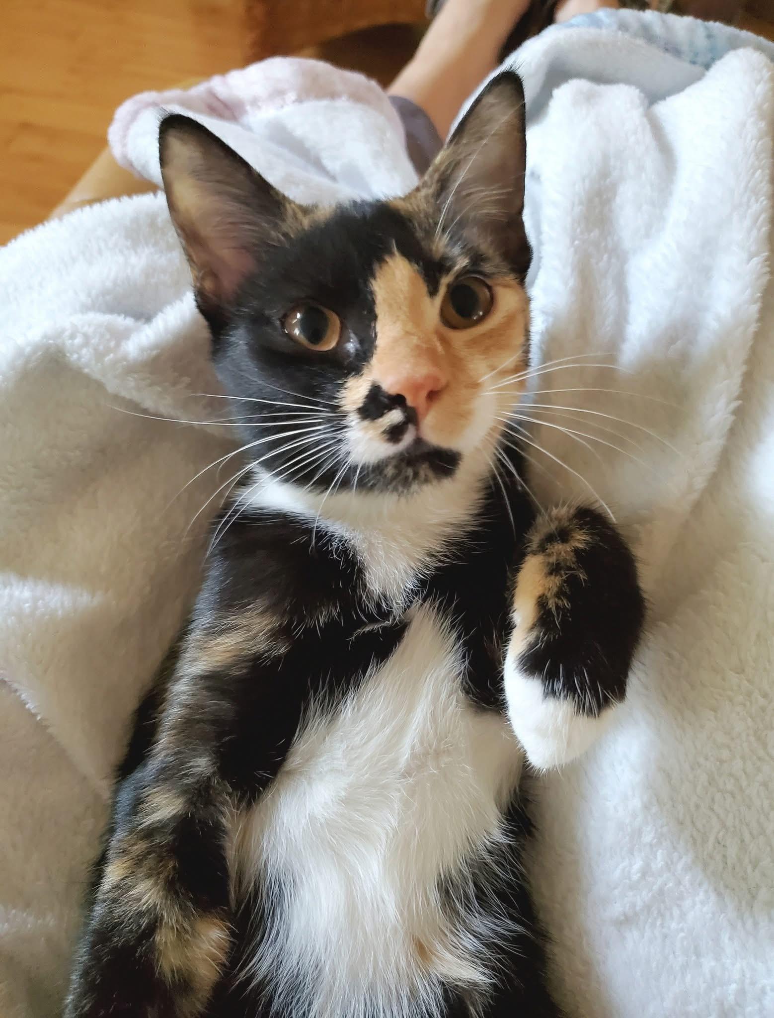 Enlarge Trudy, a Adoptable Calico in Mt Pleasant, SC image 5/5