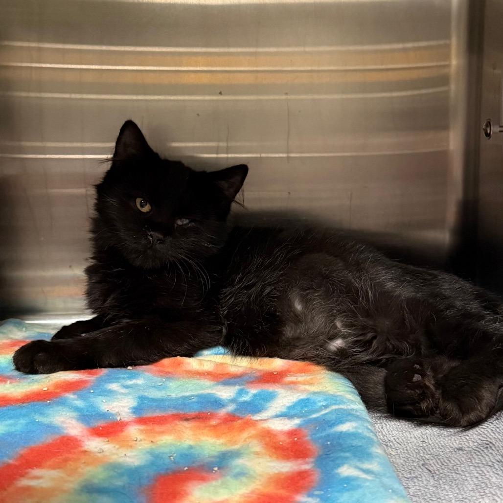 Enlarge Ebony, a Adoptable Domestic Medium Hair in Cedaredge, CO image 1/5