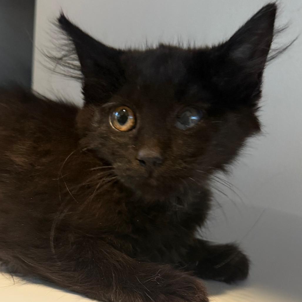 Enlarge Ebony, a Adoptable Domestic Medium Hair in Cedaredge, CO image 2/5