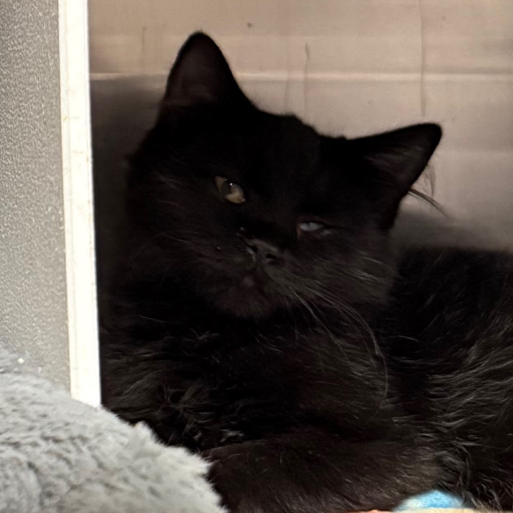 Enlarge Ebony, a Adoptable Domestic Medium Hair in Cedaredge, CO image 3/5