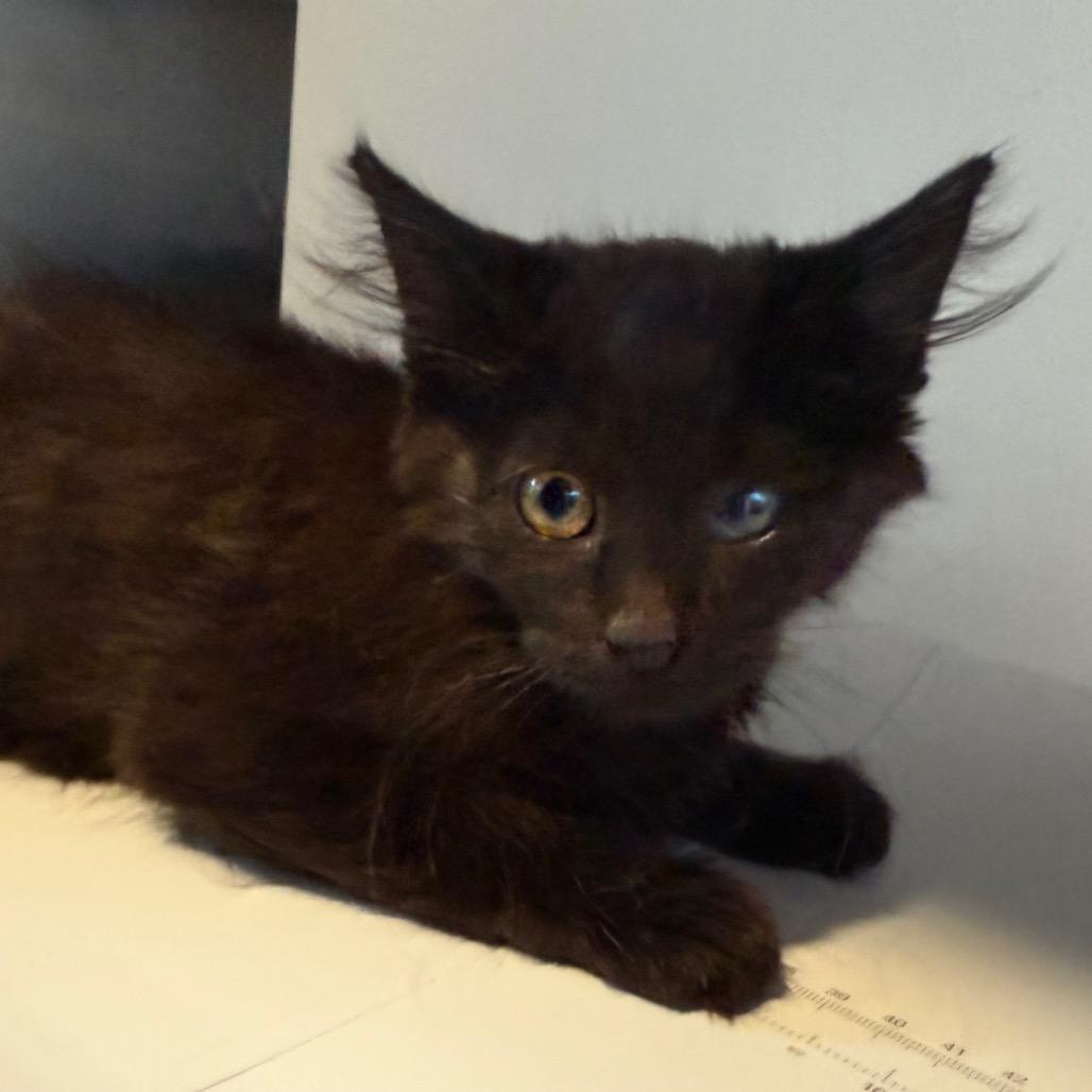 Enlarge Ebony, a Adoptable Domestic Medium Hair in Cedaredge, CO image 4/5