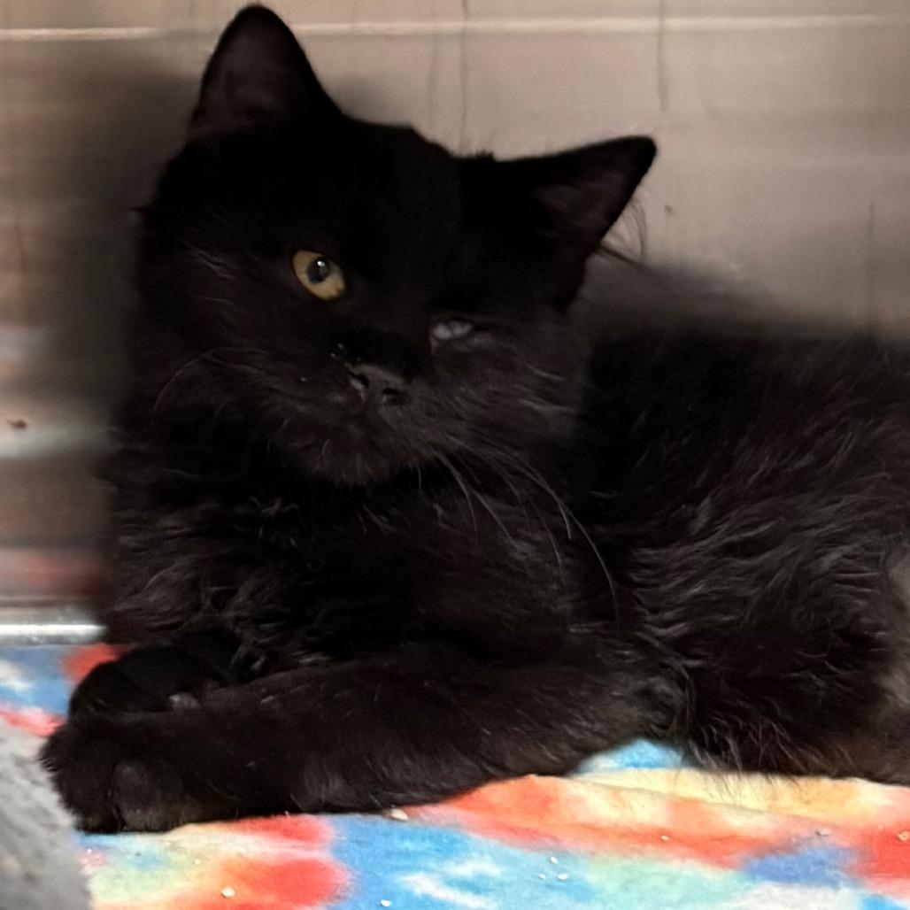 Enlarge Ebony, a Adoptable Domestic Medium Hair in Cedaredge, CO image 5/5