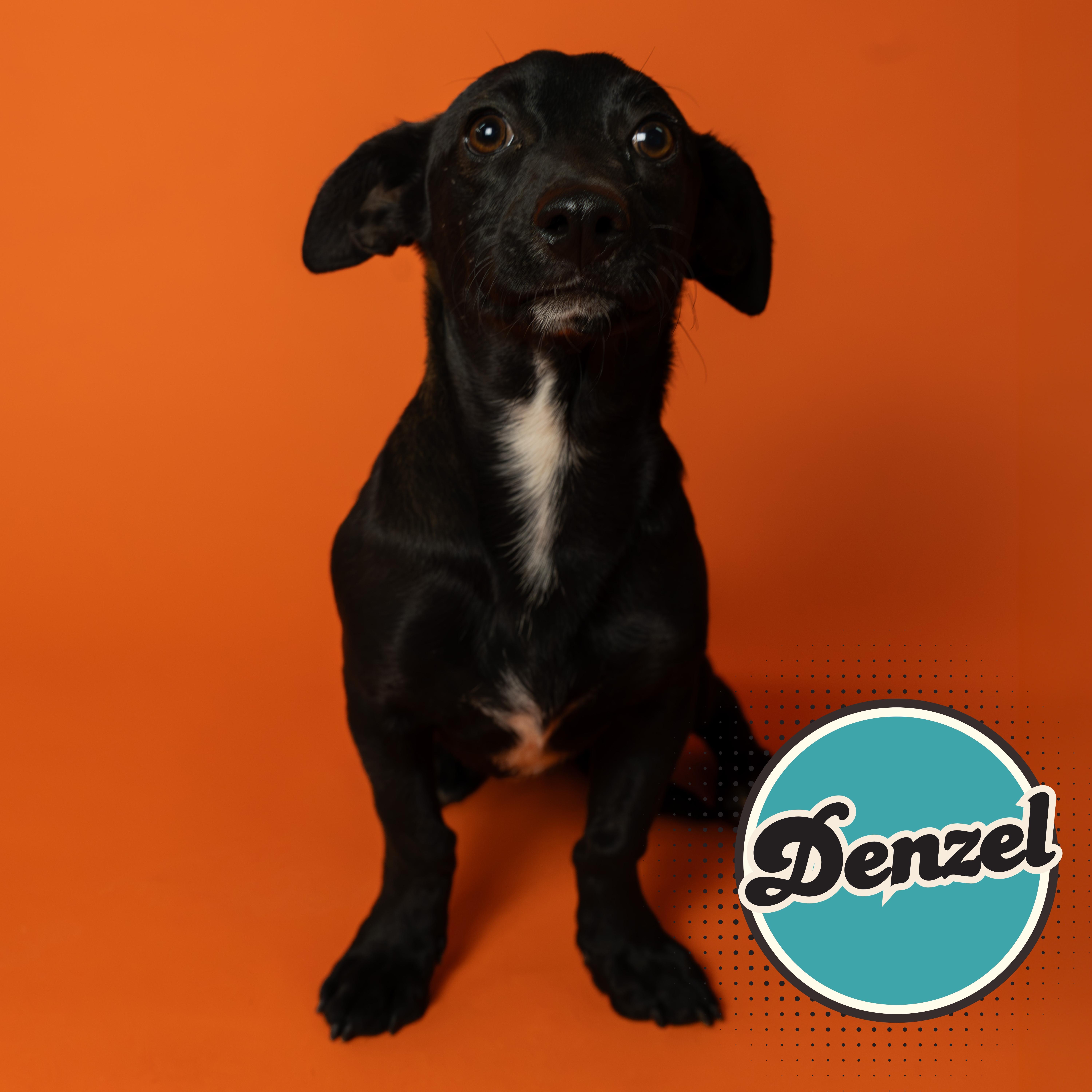 Denzel, adopted, Young Male Dachshund & Mixed Breed.