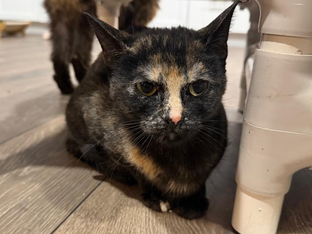 Enlarge Miranda, a Adoptable mixed breed in Powell, OH image 1/1