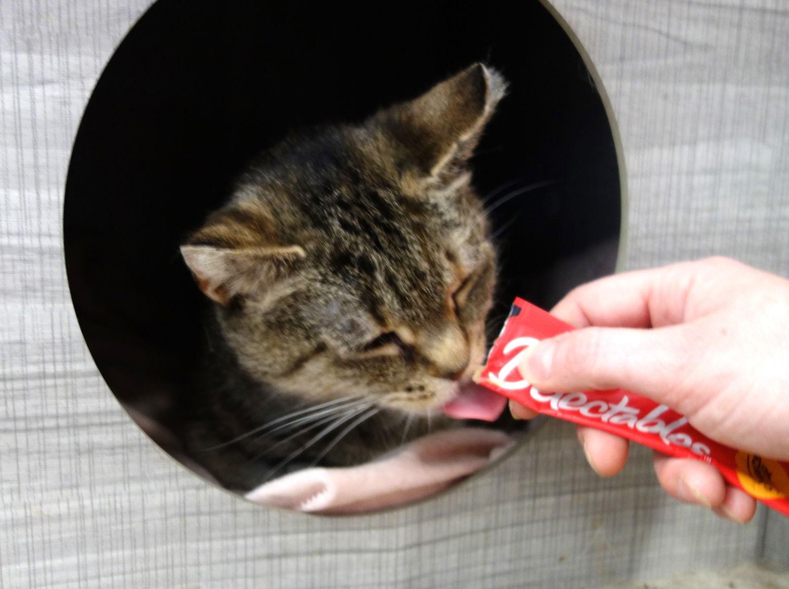 Shasta, Adoptable, Adult Female Domestic Short Hair.