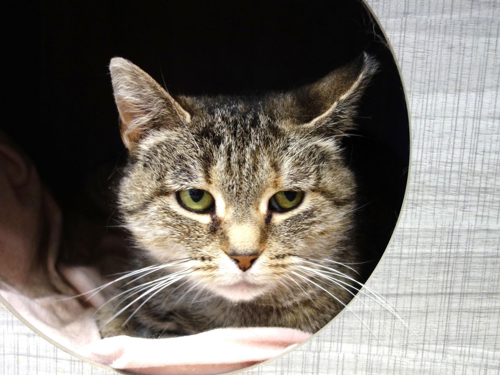 Enlarge Shasta, a Adoptable Domestic Short Hair in Greenfield, IN image 2/3