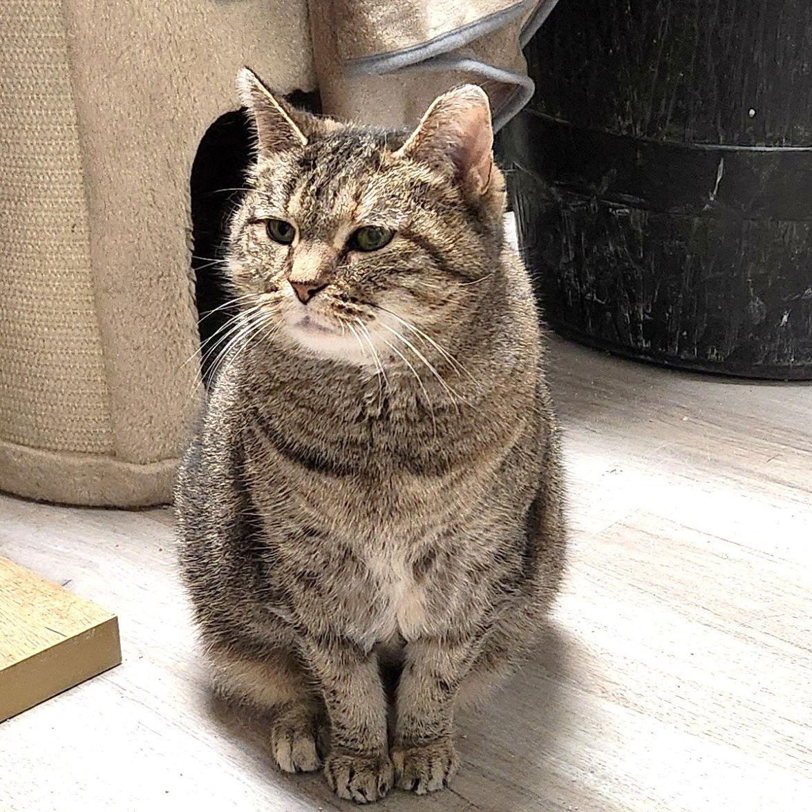 Enlarge Shasta, a Adoptable Domestic Short Hair in Greenfield, IN image 2/3