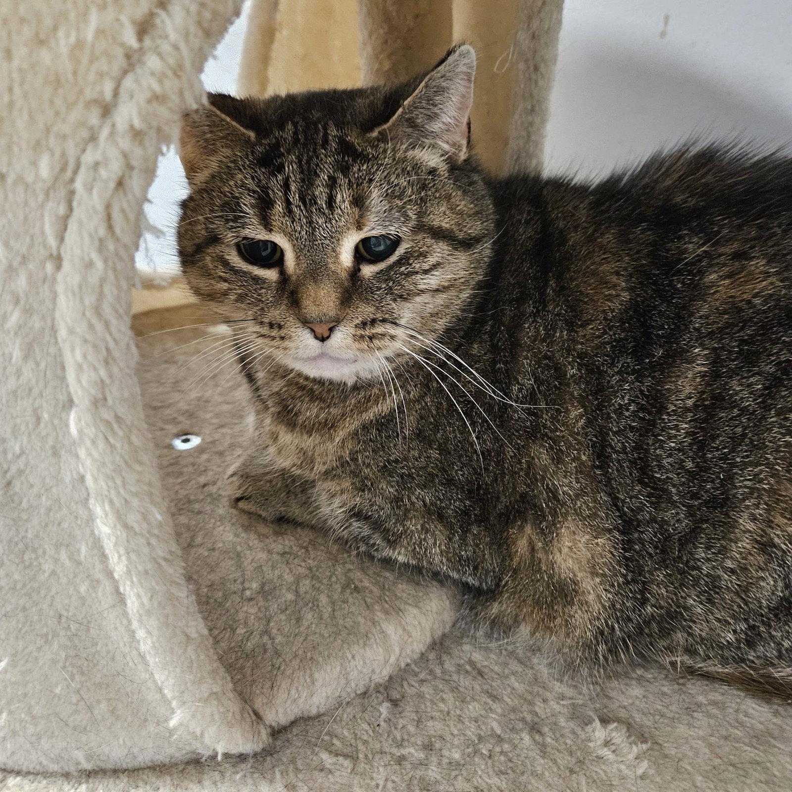 Enlarge Shasta, a Adoptable Domestic Short Hair in Greenfield, IN image 3/3