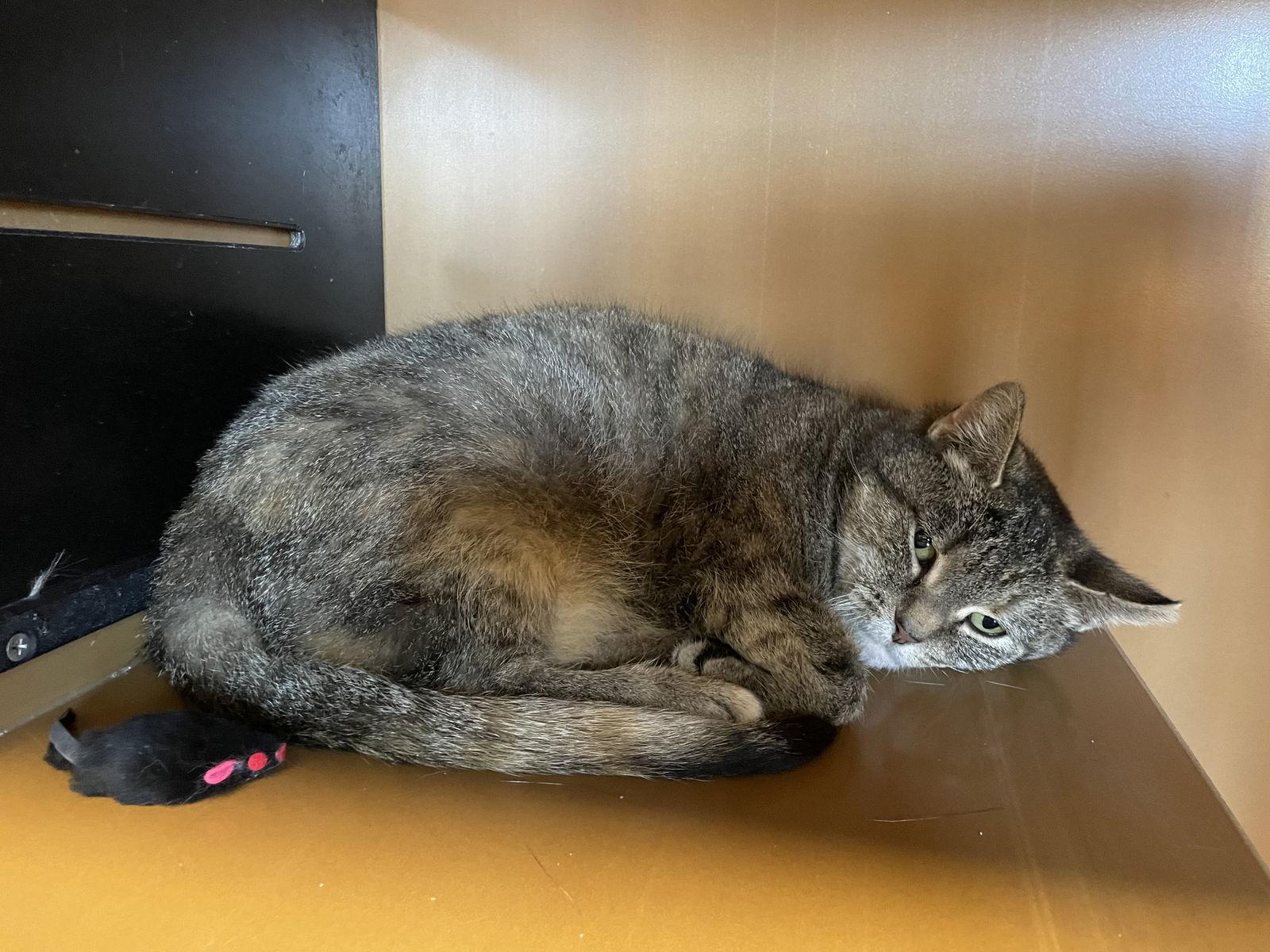 Enlarge Shasta, a Adoptable Domestic Short Hair in Greenfield, IN image 3/3