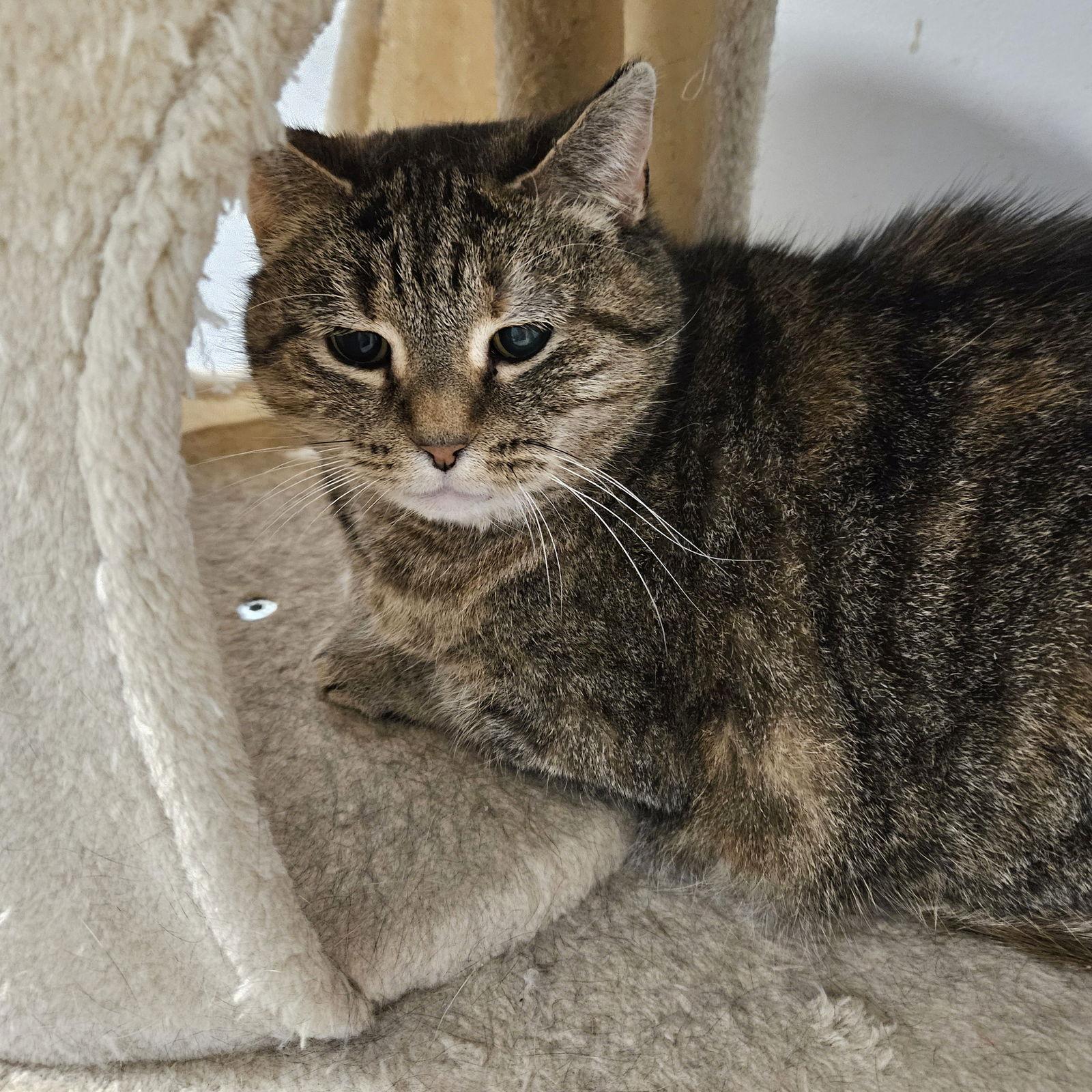 Enlarge Shasta, a Adoptable Domestic Short Hair in Greenfield, IN image 3/3