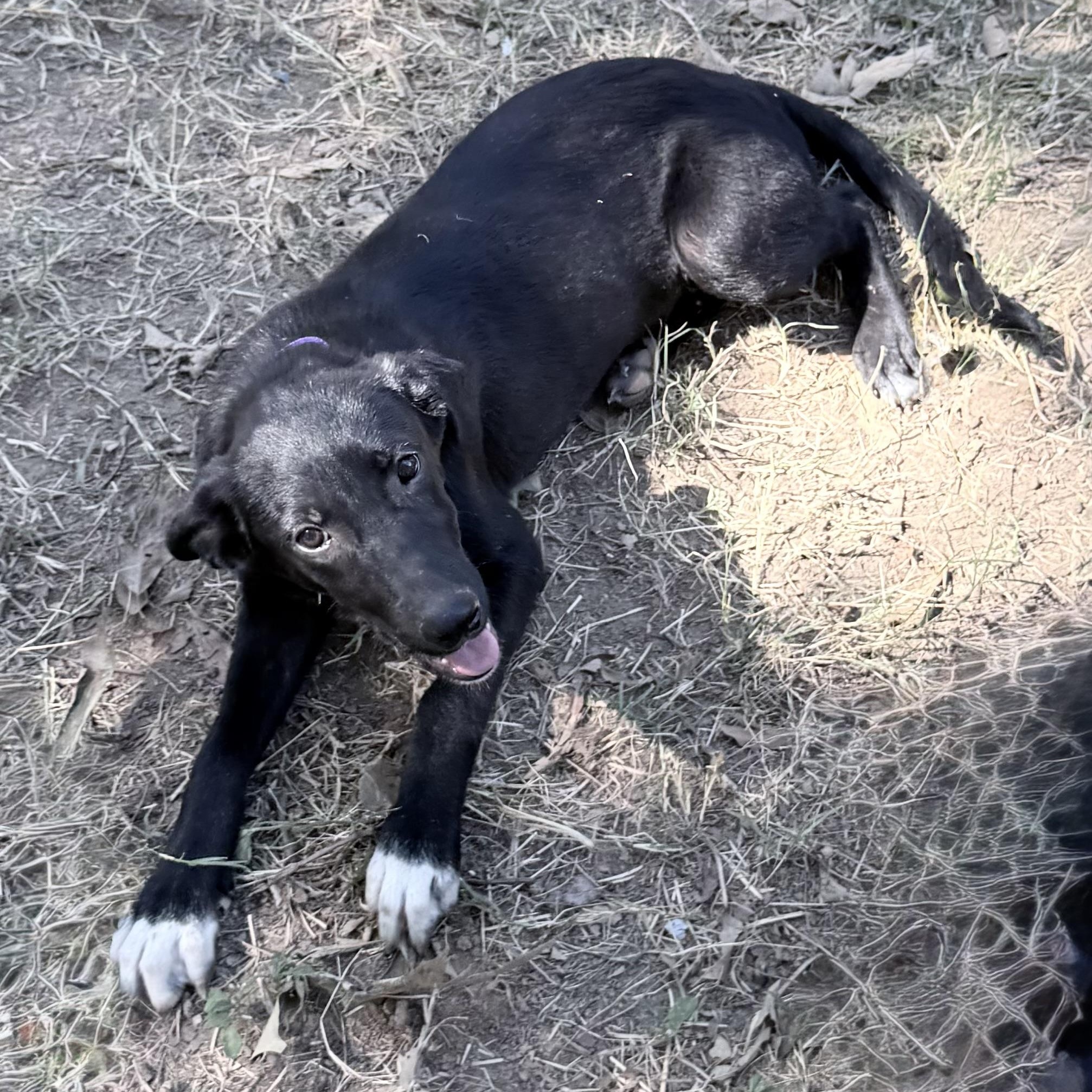 Hazel, Adoptable, Puppy Female Labrador Retriever & Border Collie.