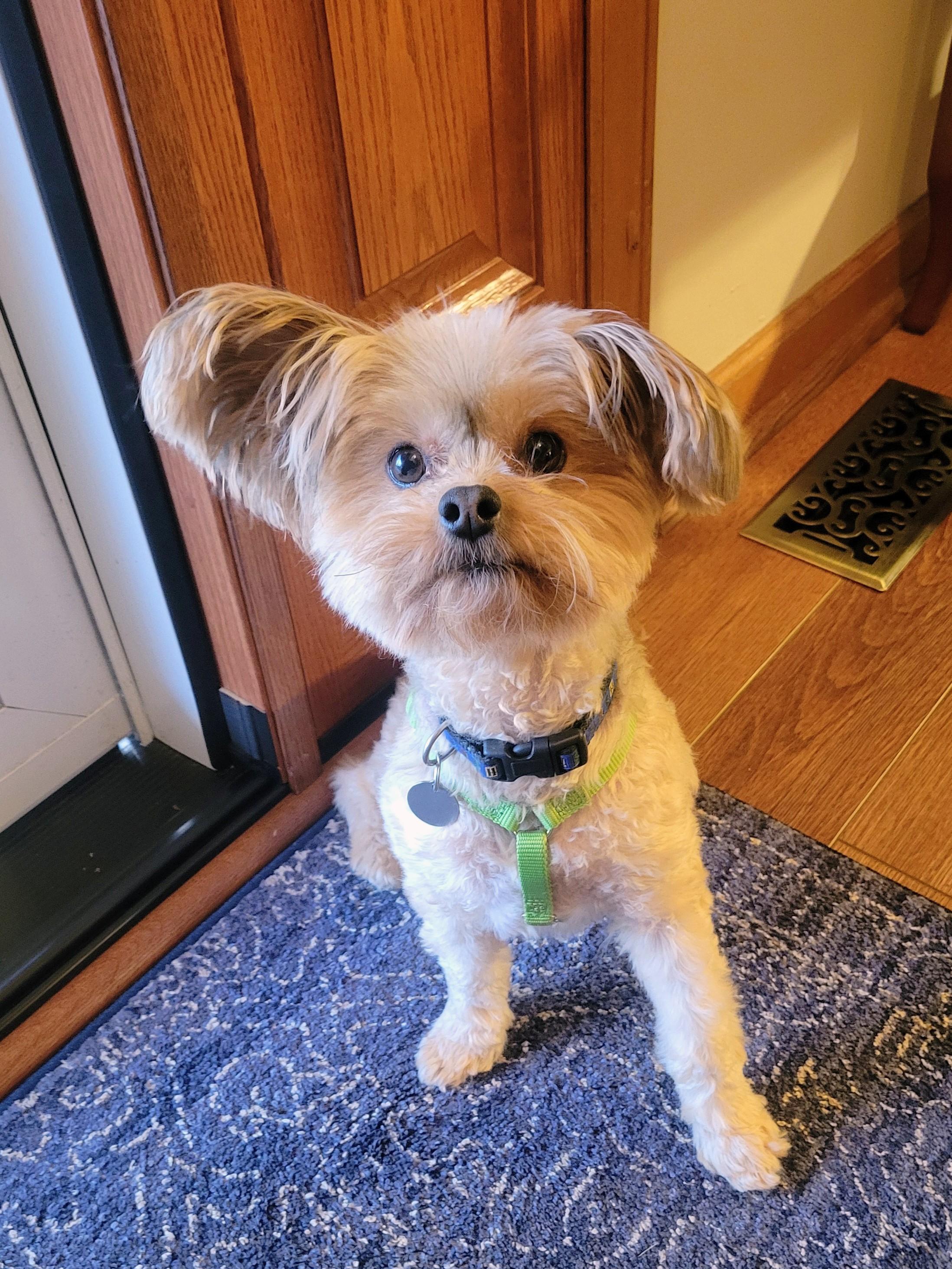 Ga-leanda, an adopted mixed breed in Greensboro, NC image 2/6