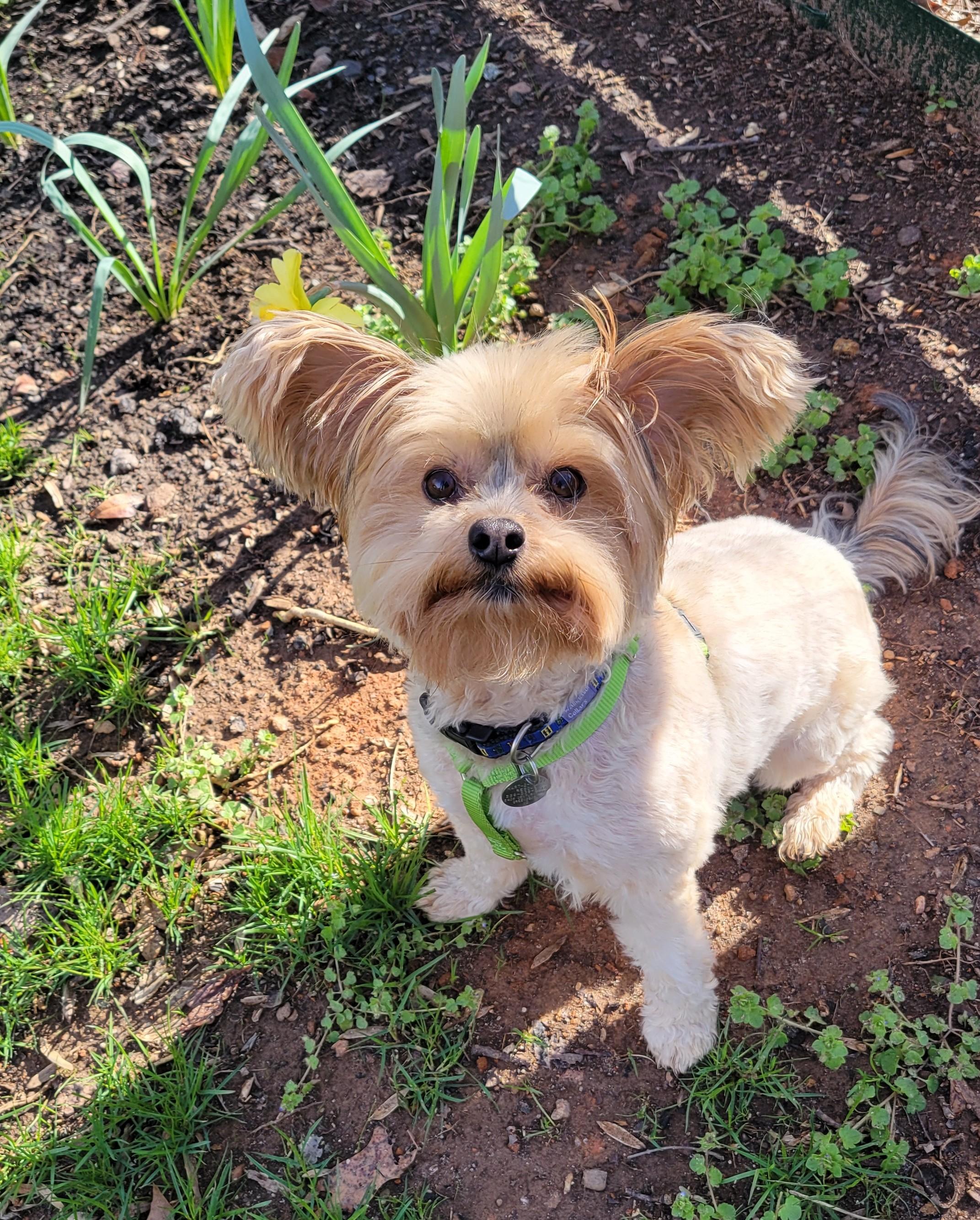 Ga-leanda, an adopted mixed breed in Greensboro, NC image 3/6