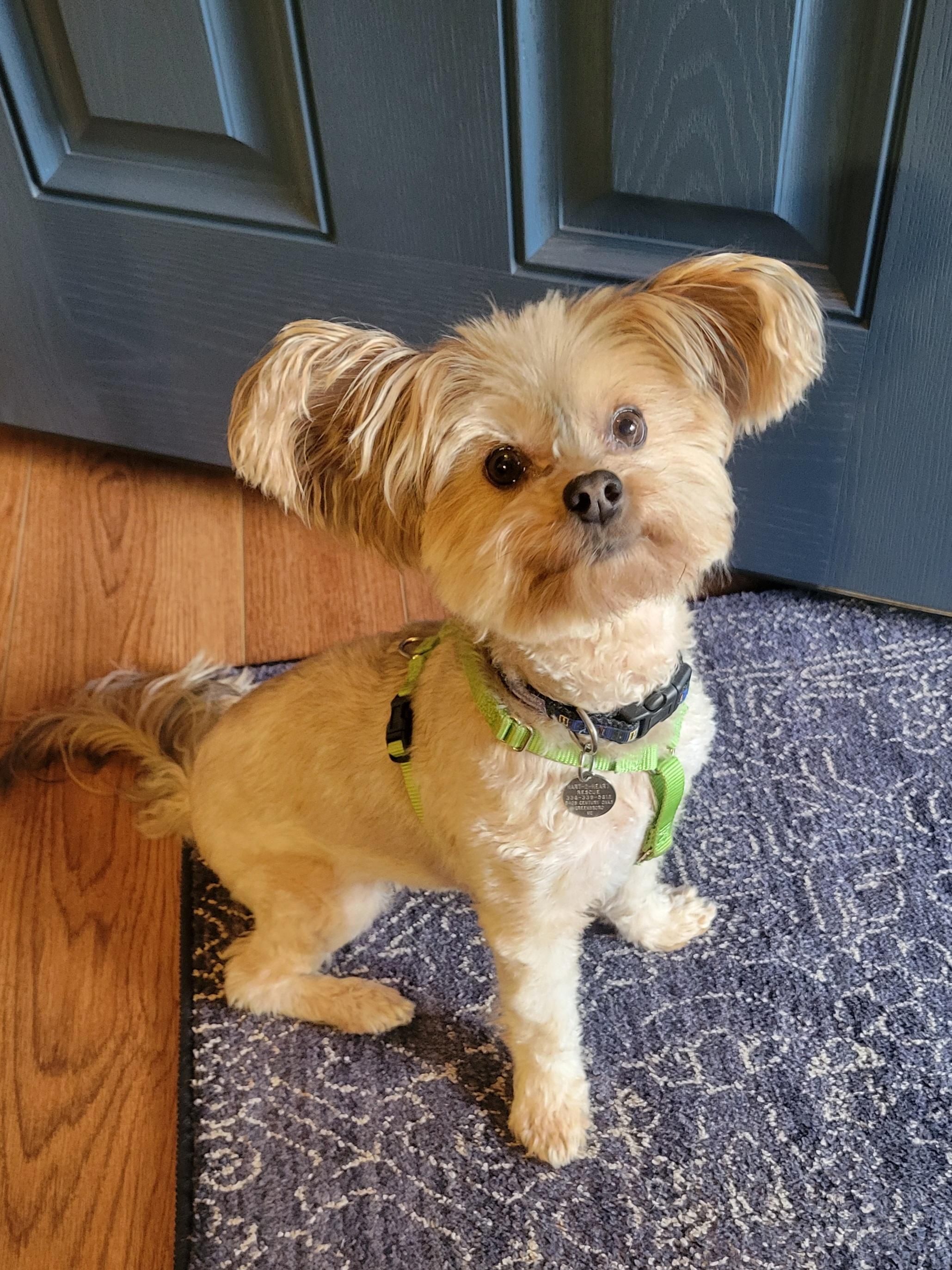 Ga-leanda, adopted, Adult Female Yorkshire Terrier.