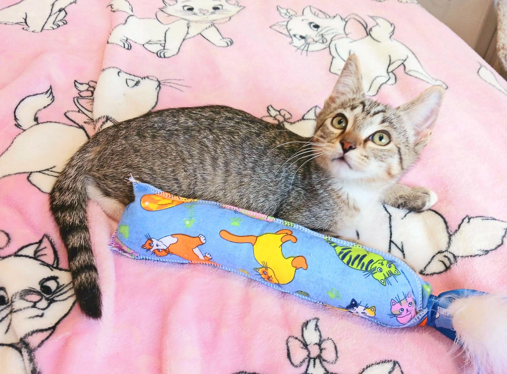 Cornelius James, a ADOPTABLE mixed breed in Mesa, AZ image 1/4